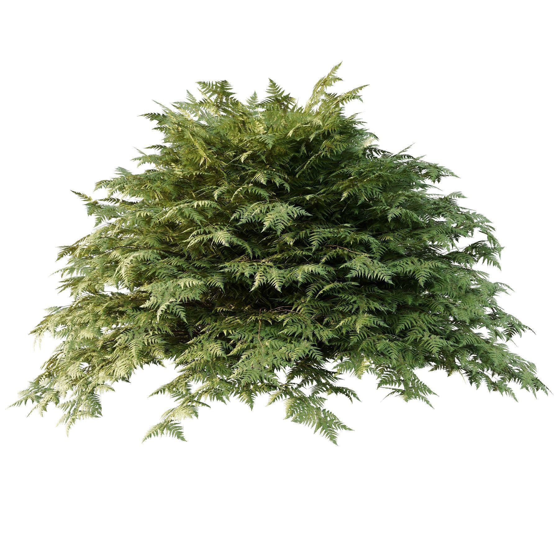 Cypress Bush 01 3D model_3