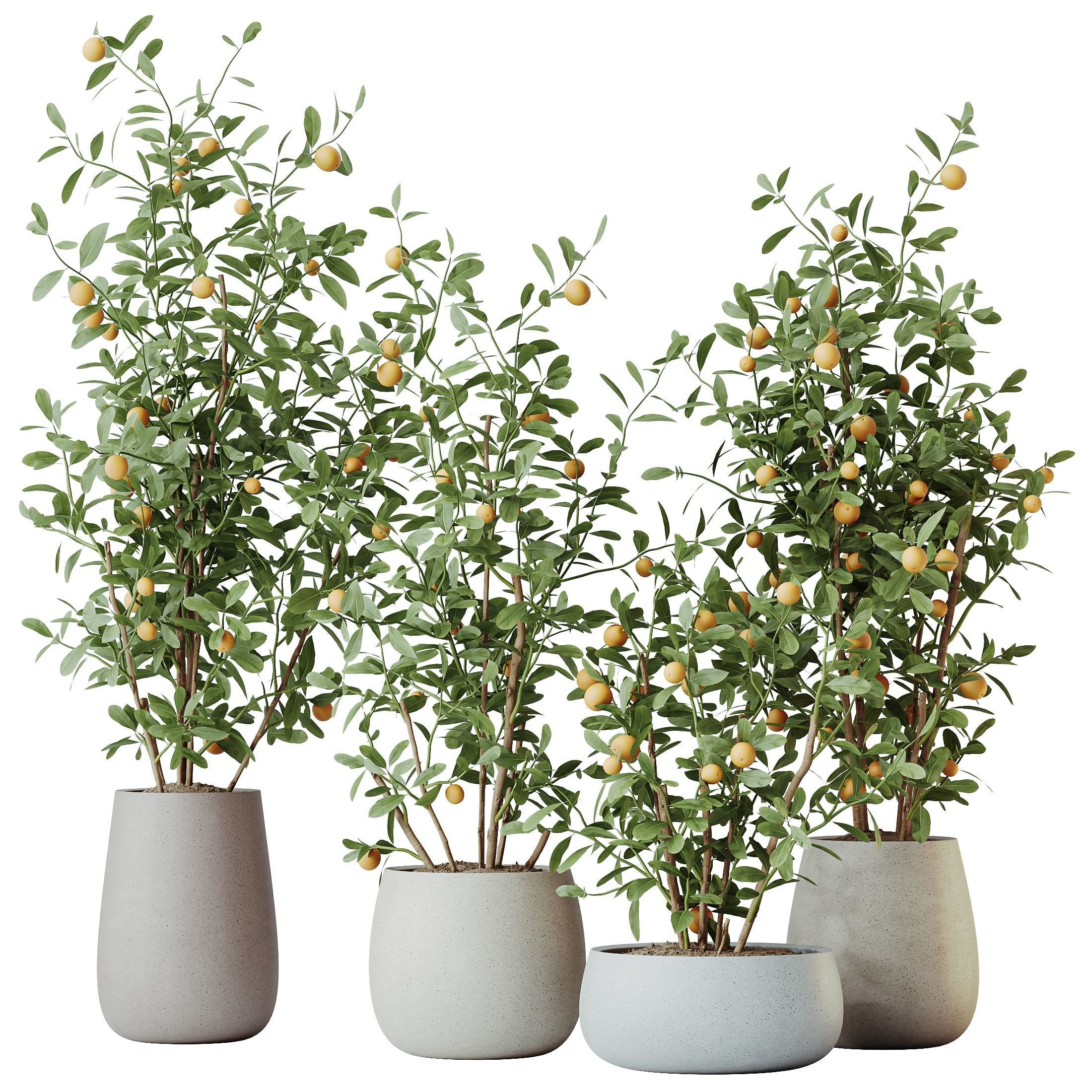 HousePlants Mandarin Citrus Fruit Bosnai China Orange Tree 3D model_1