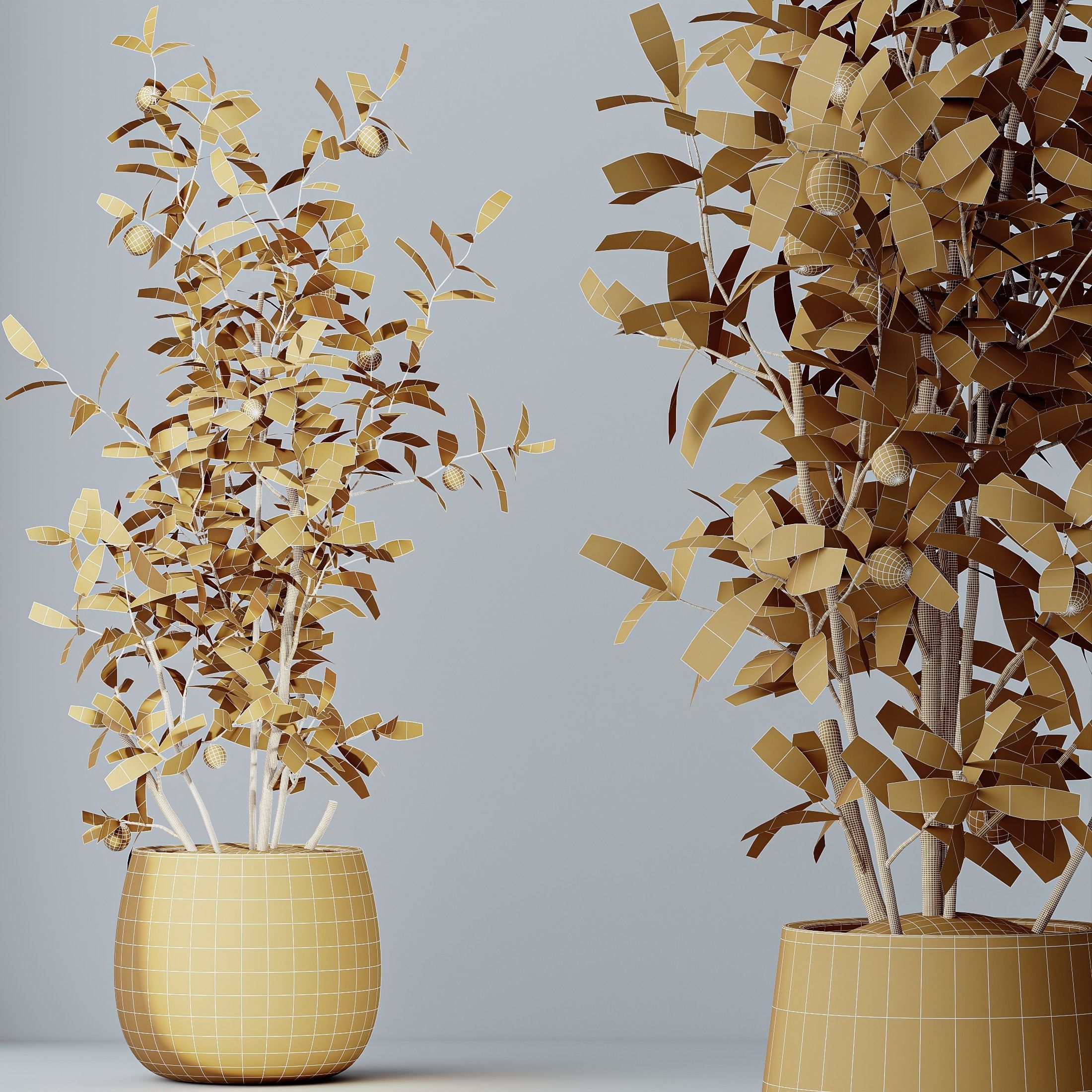 HousePlants Mandarin Citrus Fruit Bosnai China Orange Tree 3D model_5