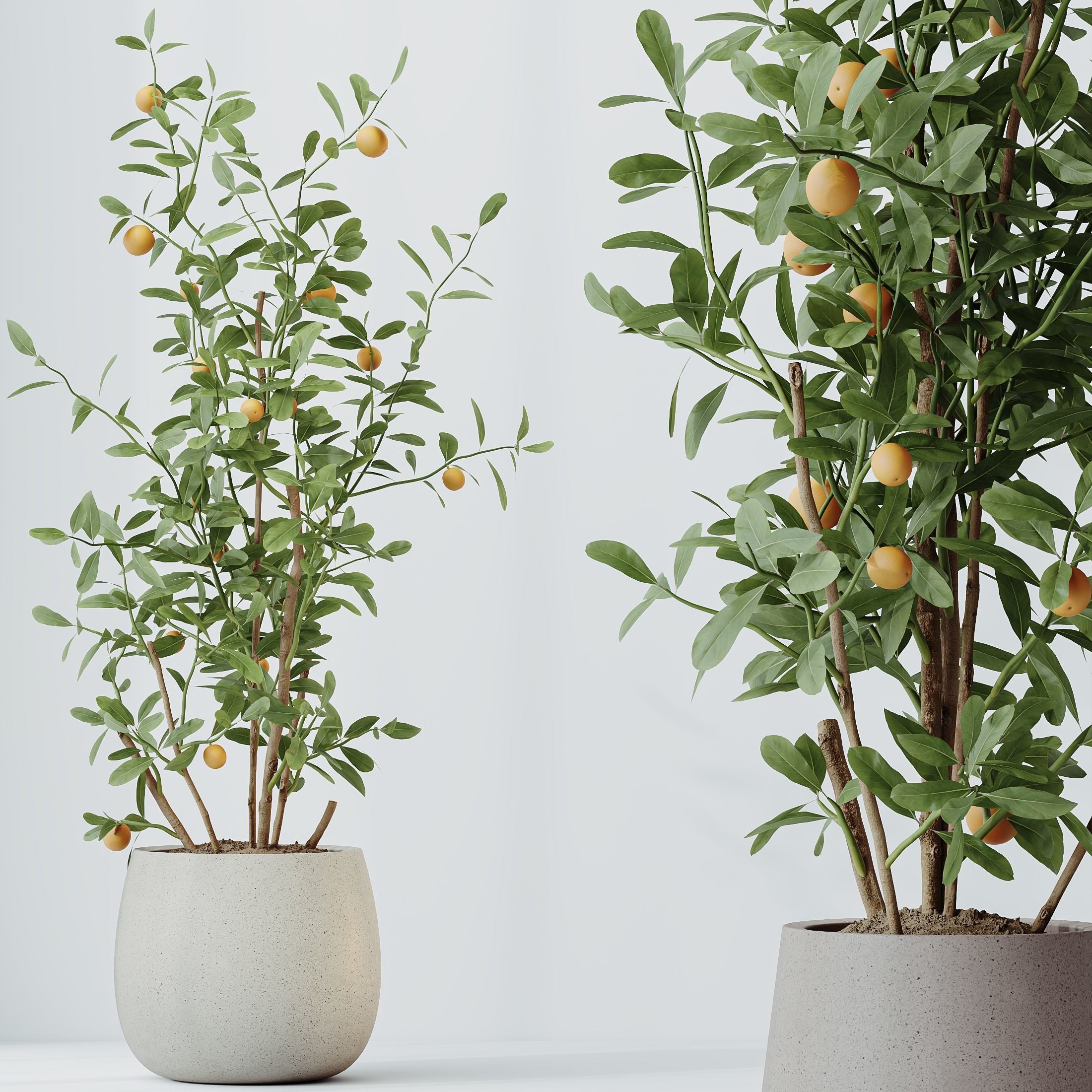 HousePlants Mandarin Citrus Fruit Bosnai China Orange Tree 3D model_4