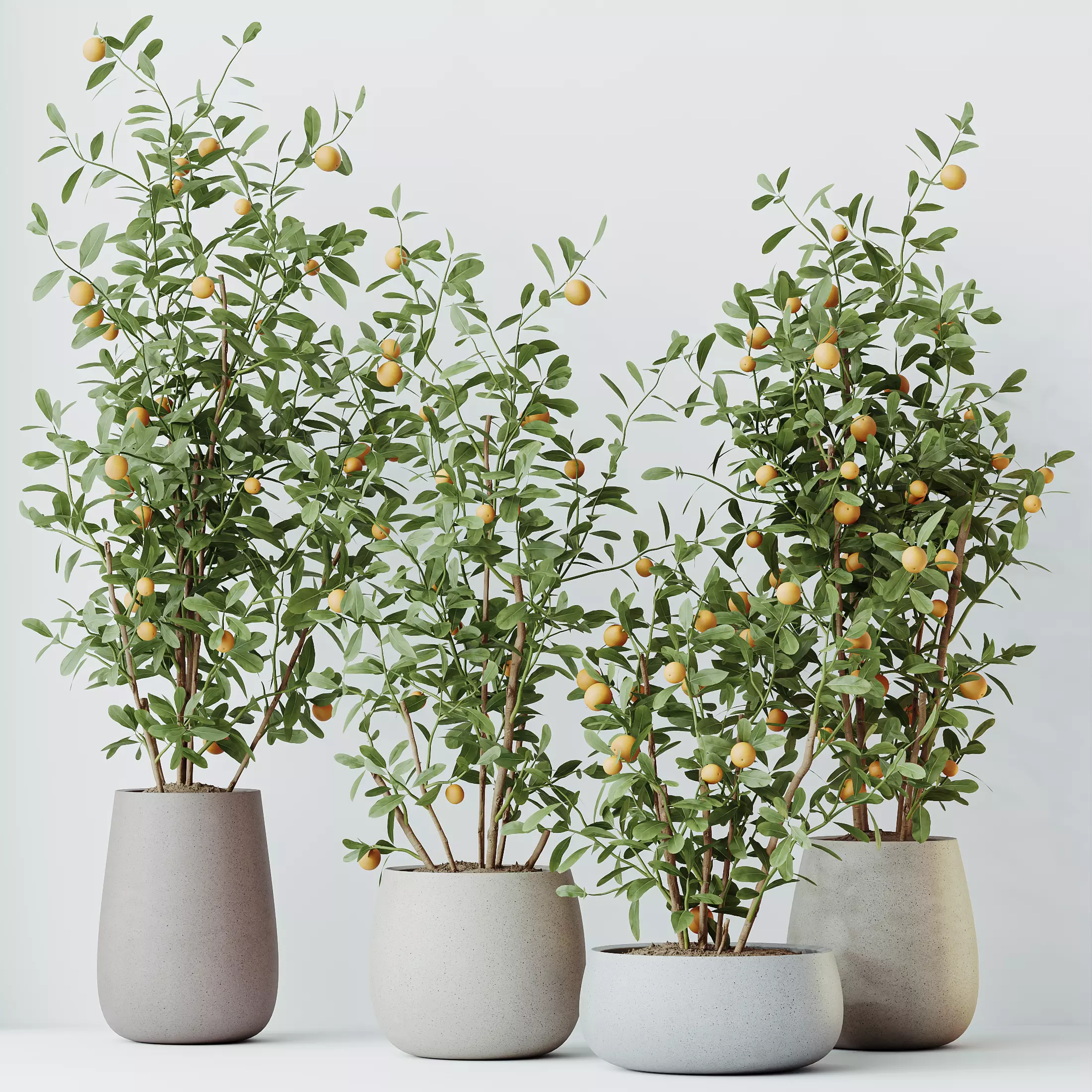 HousePlants Mandarin Citrus Fruit Bosnai China Orange Tree 3D model_0