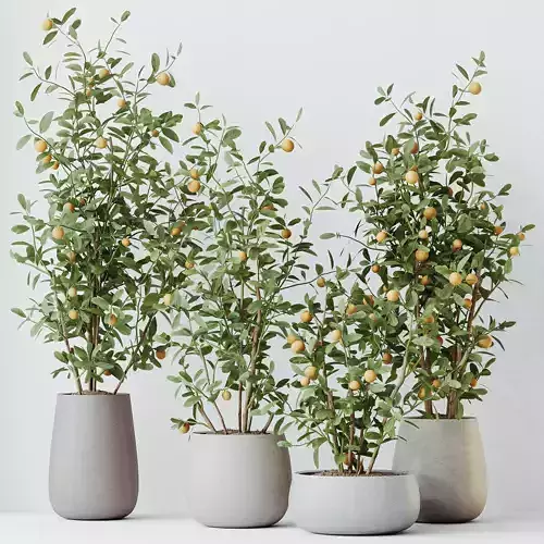 HousePlants Mandarin Citrus Fruit Bosnai China Orange Tree 3D model