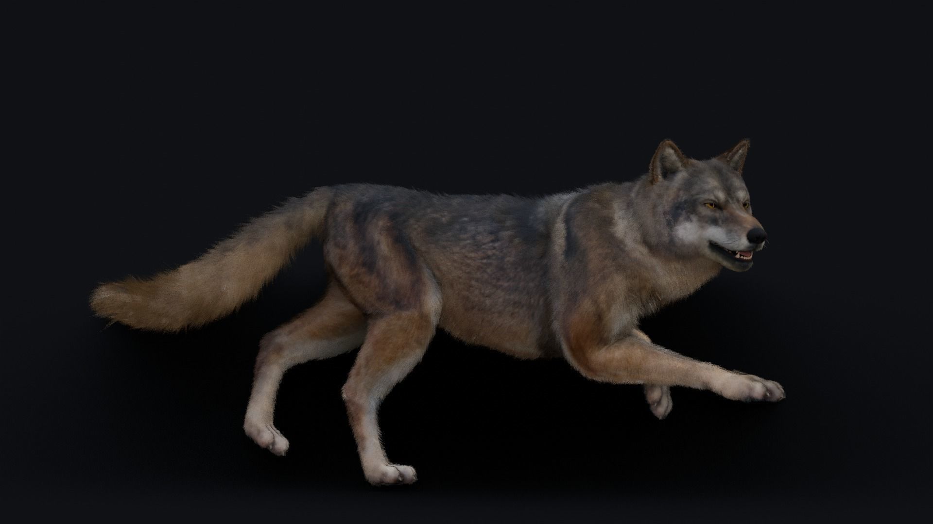 Wolf Animation 3D model_26