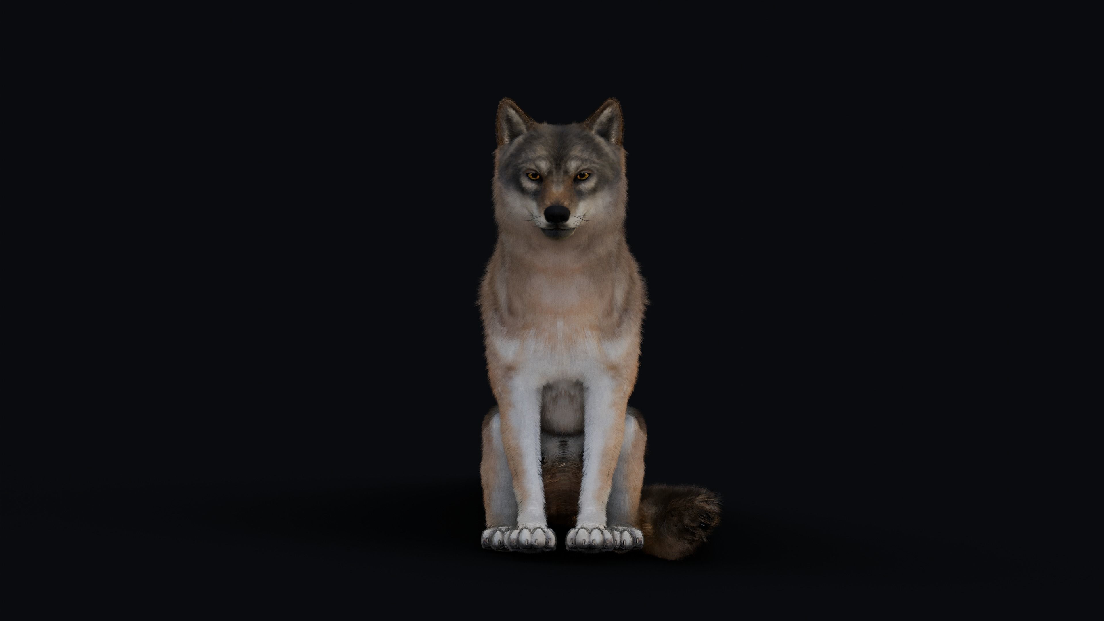 Wolf Animation 3D model_16