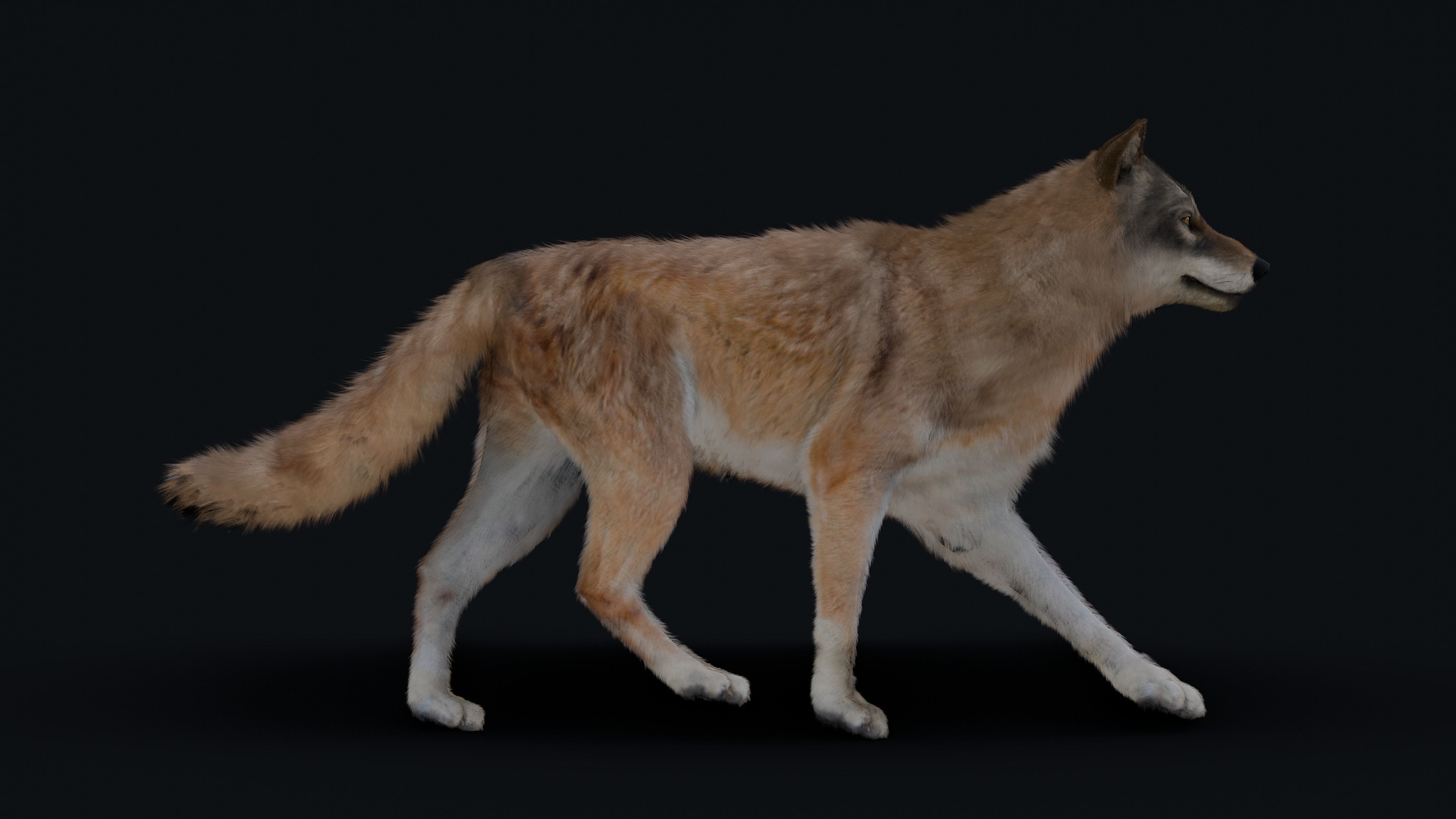 Wolf Animation 3D model_32