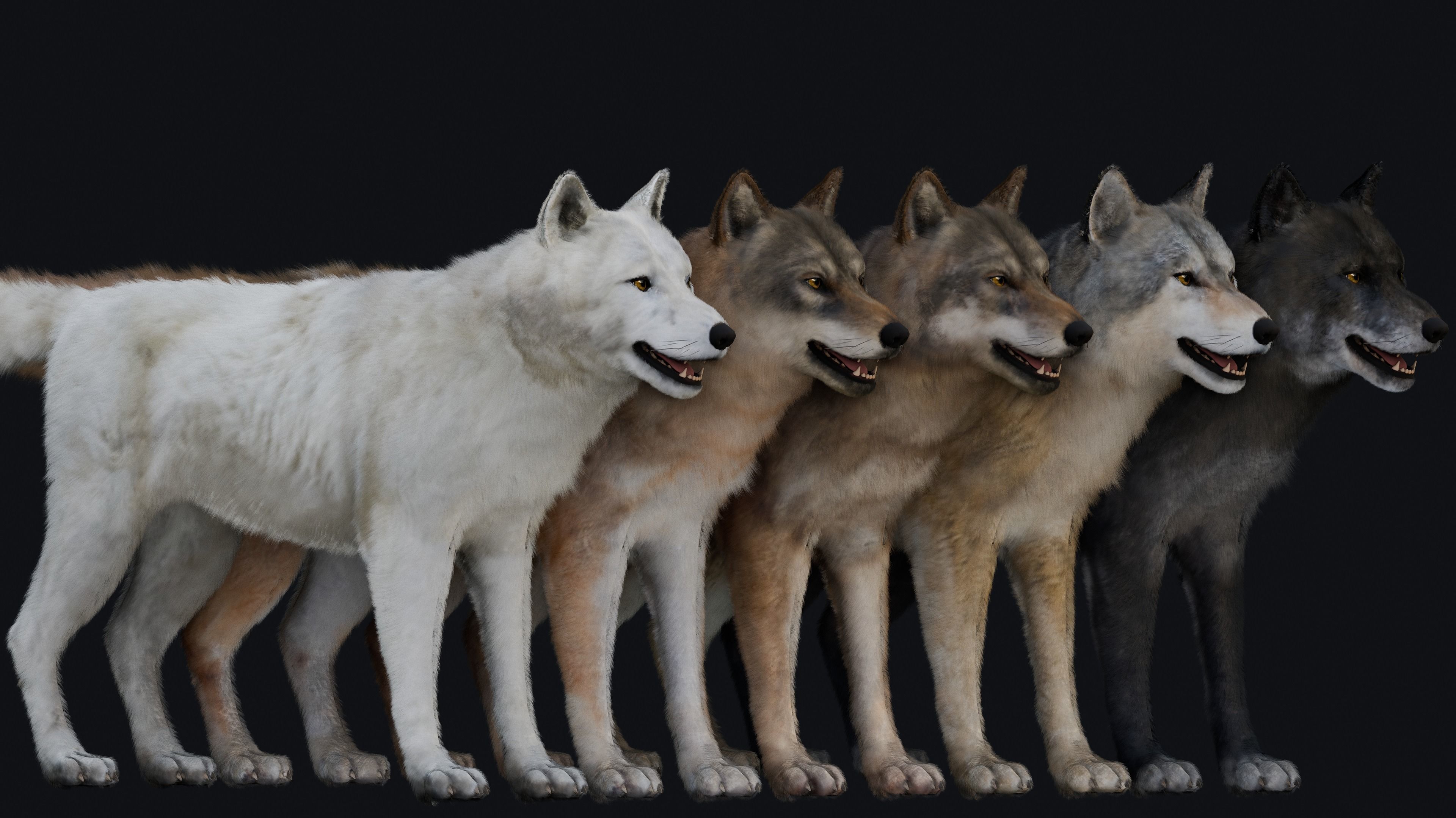 Wolf Animation 3D model_7