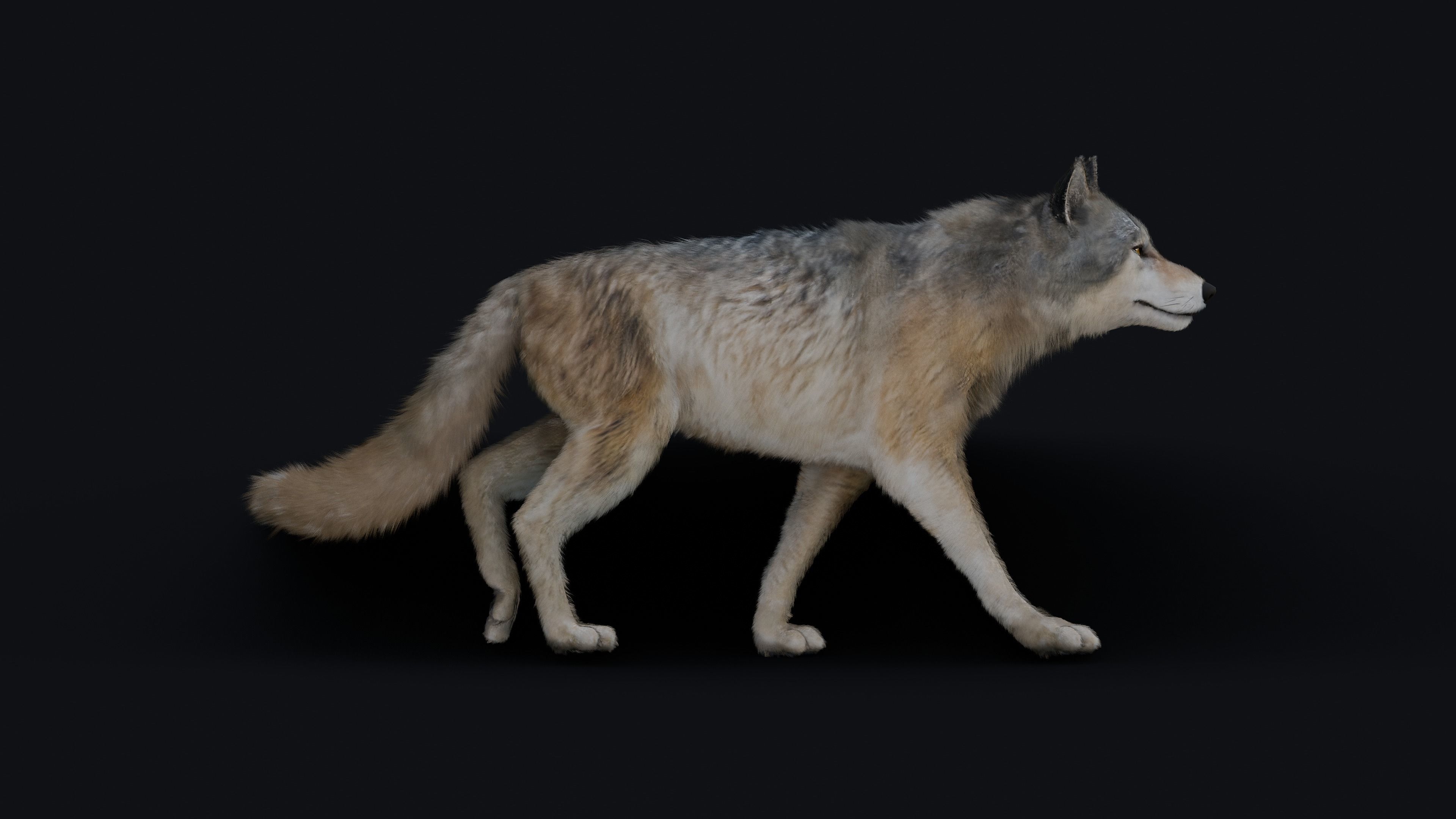 Wolf Animation 3D model_36