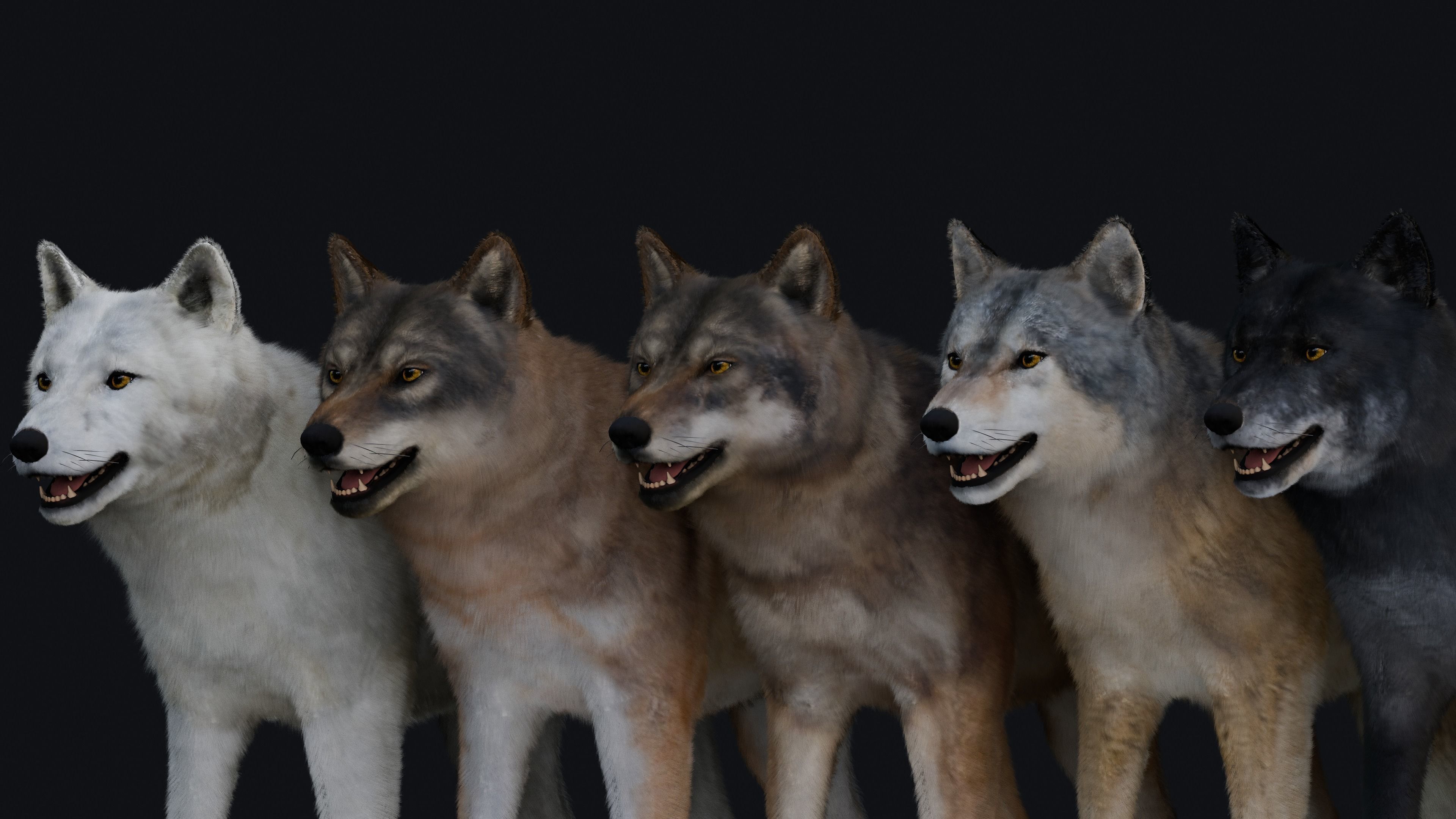 Wolf Animation 3D model_6