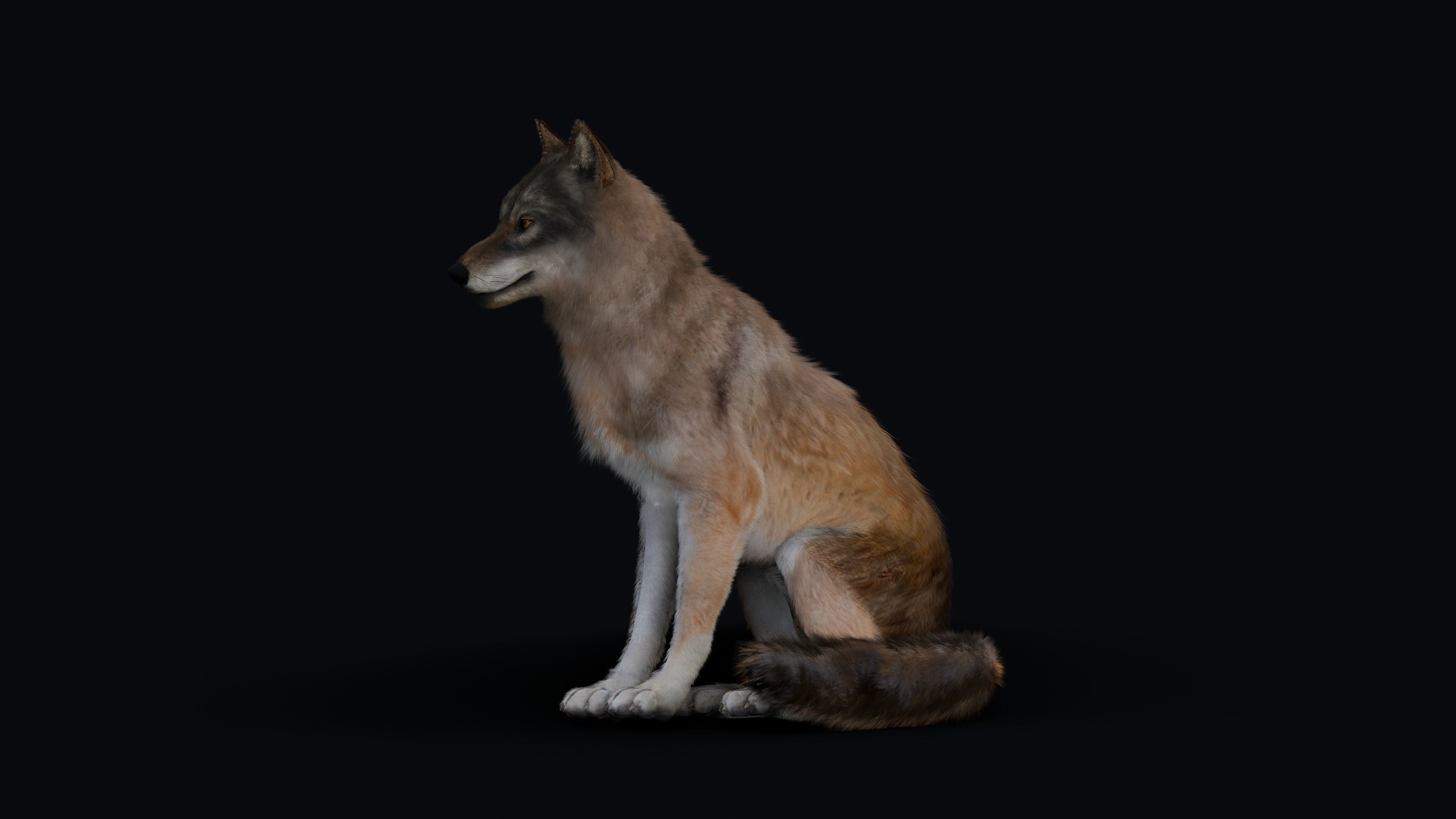 Wolf Animation 3D model_10