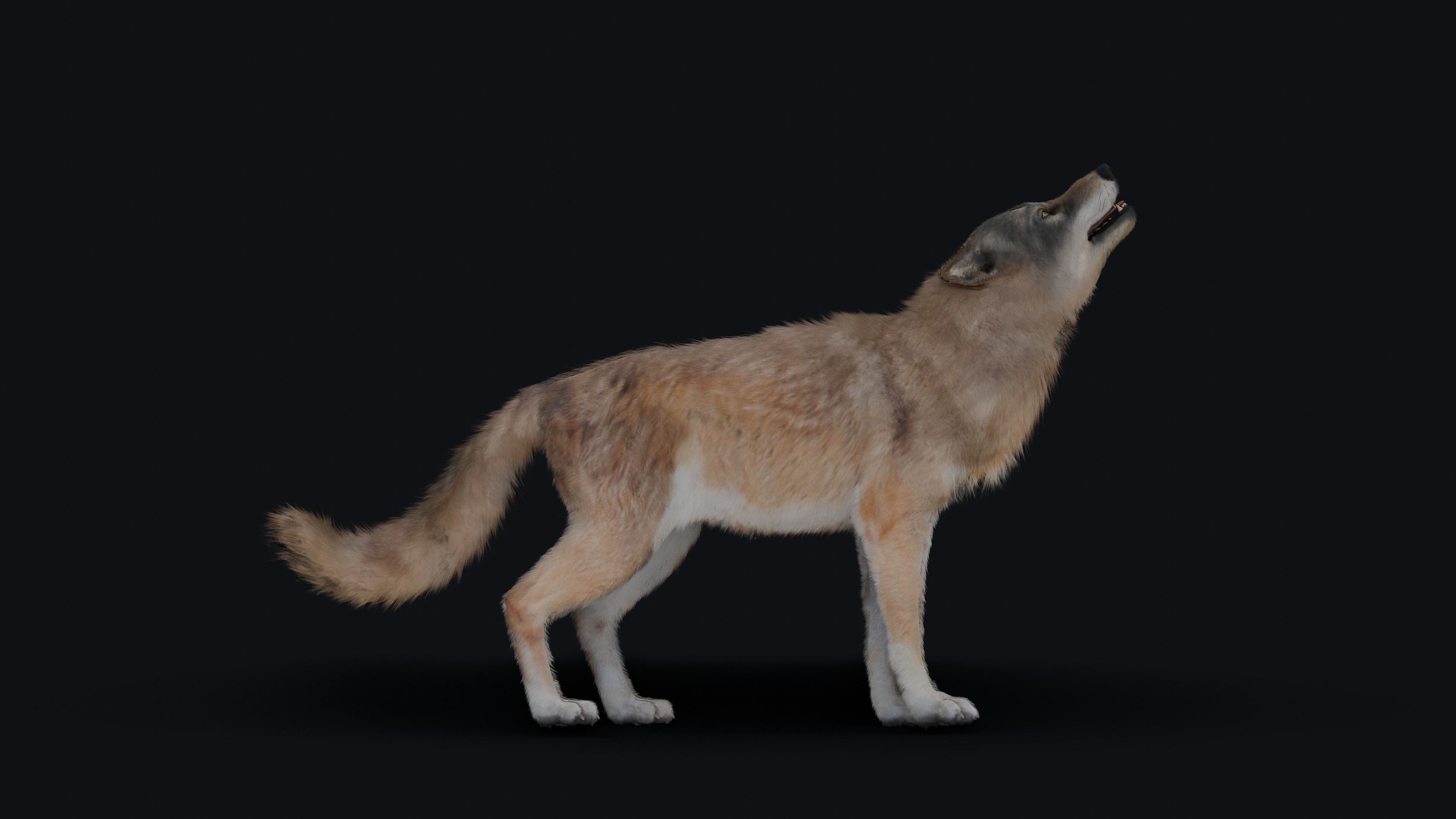 Wolf Animation 3D model_30