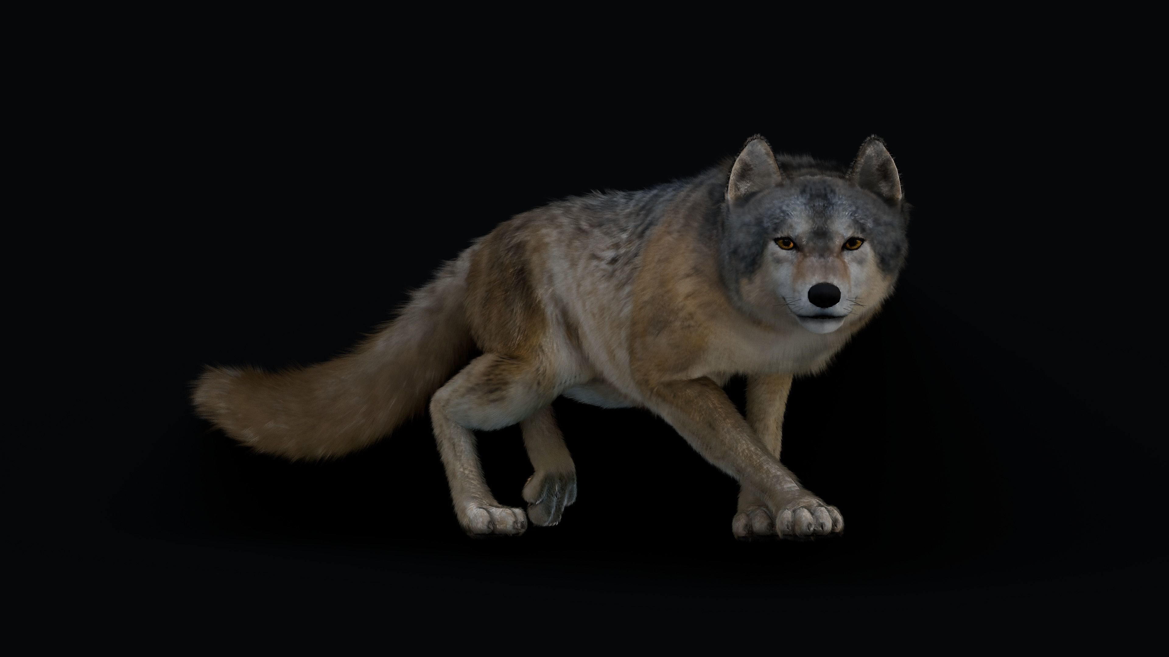 Wolf Animation 3D model_8