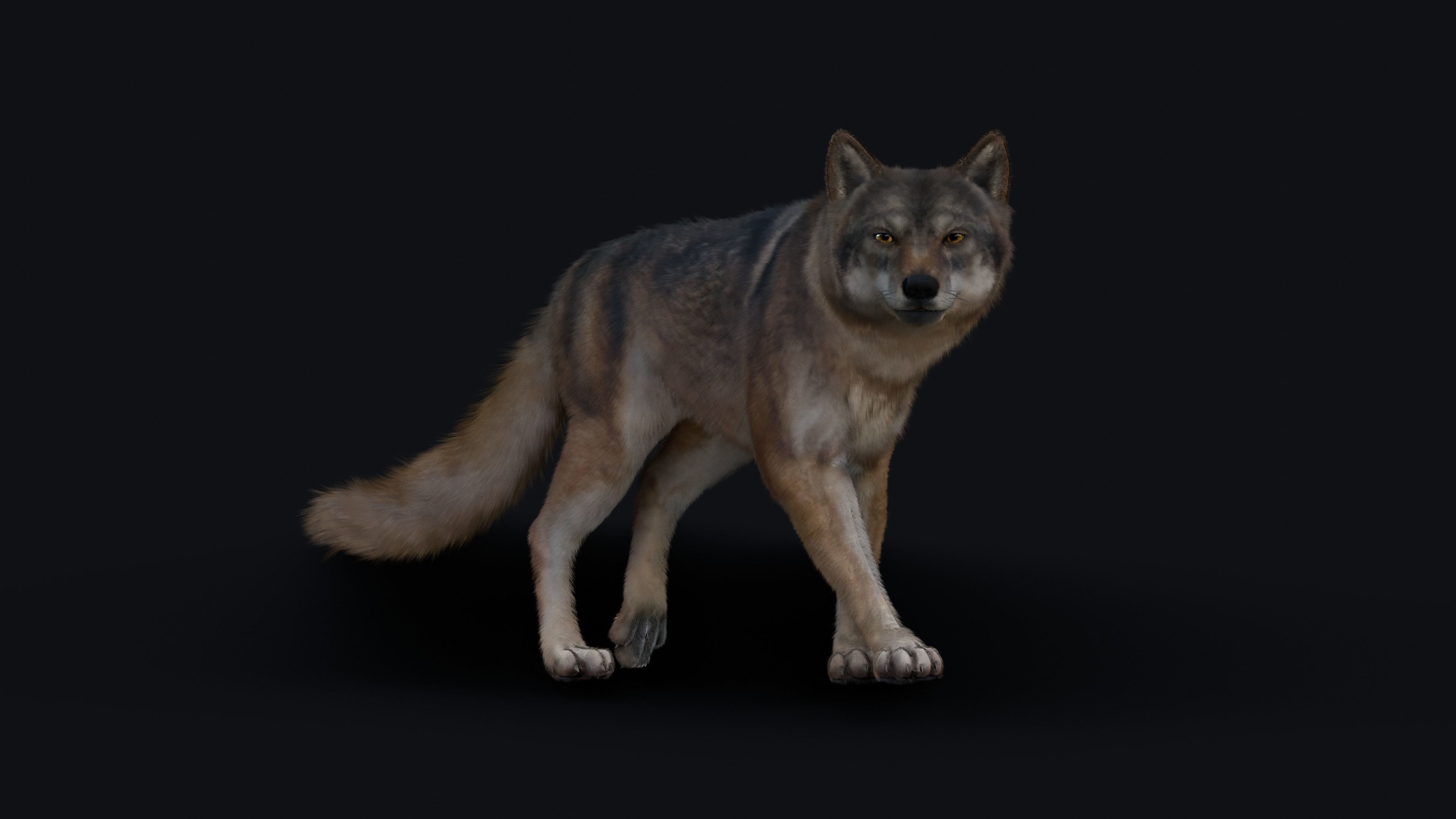 Wolf Animation 3D model_17