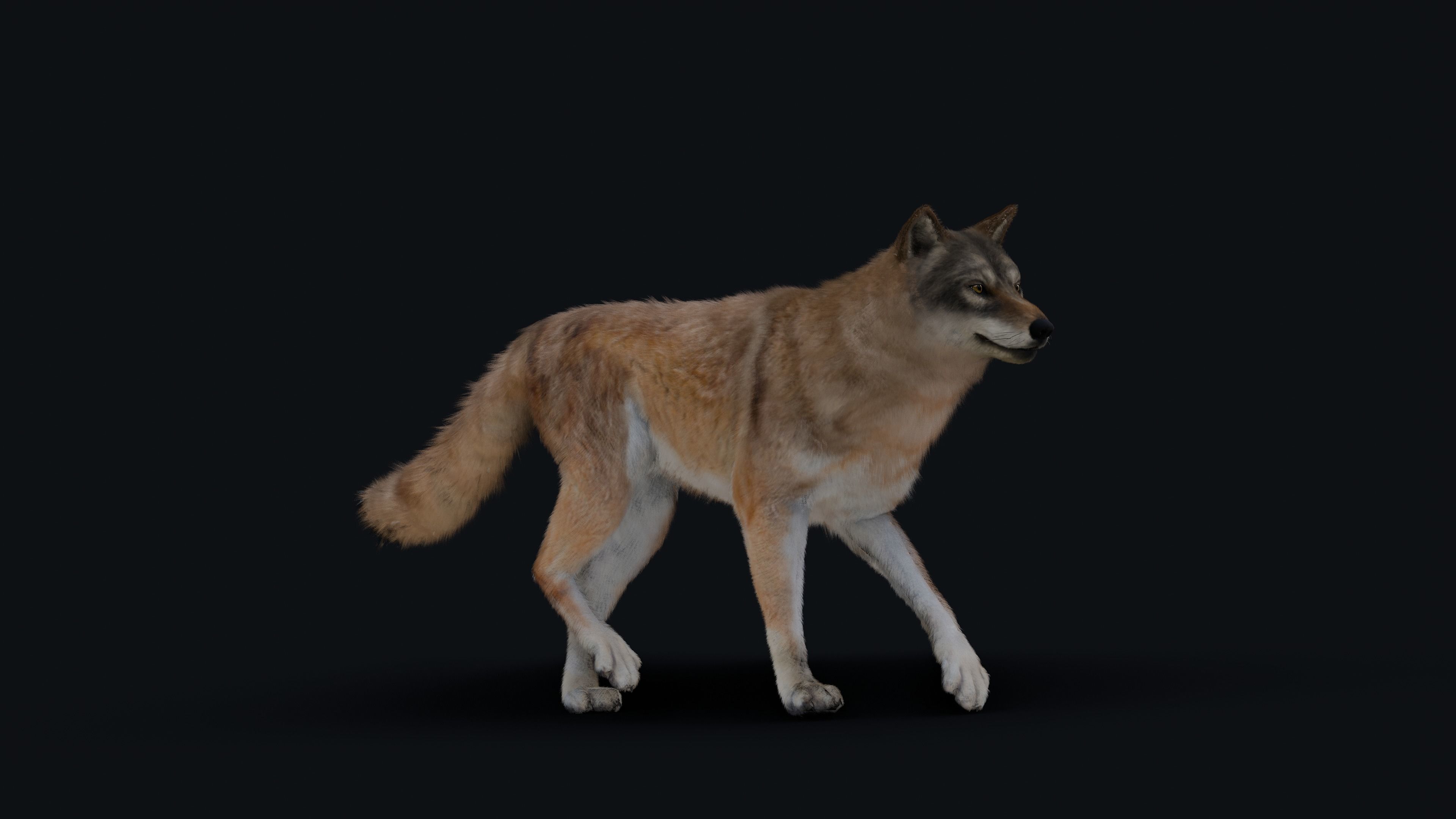 Wolf Animation 3D model_31