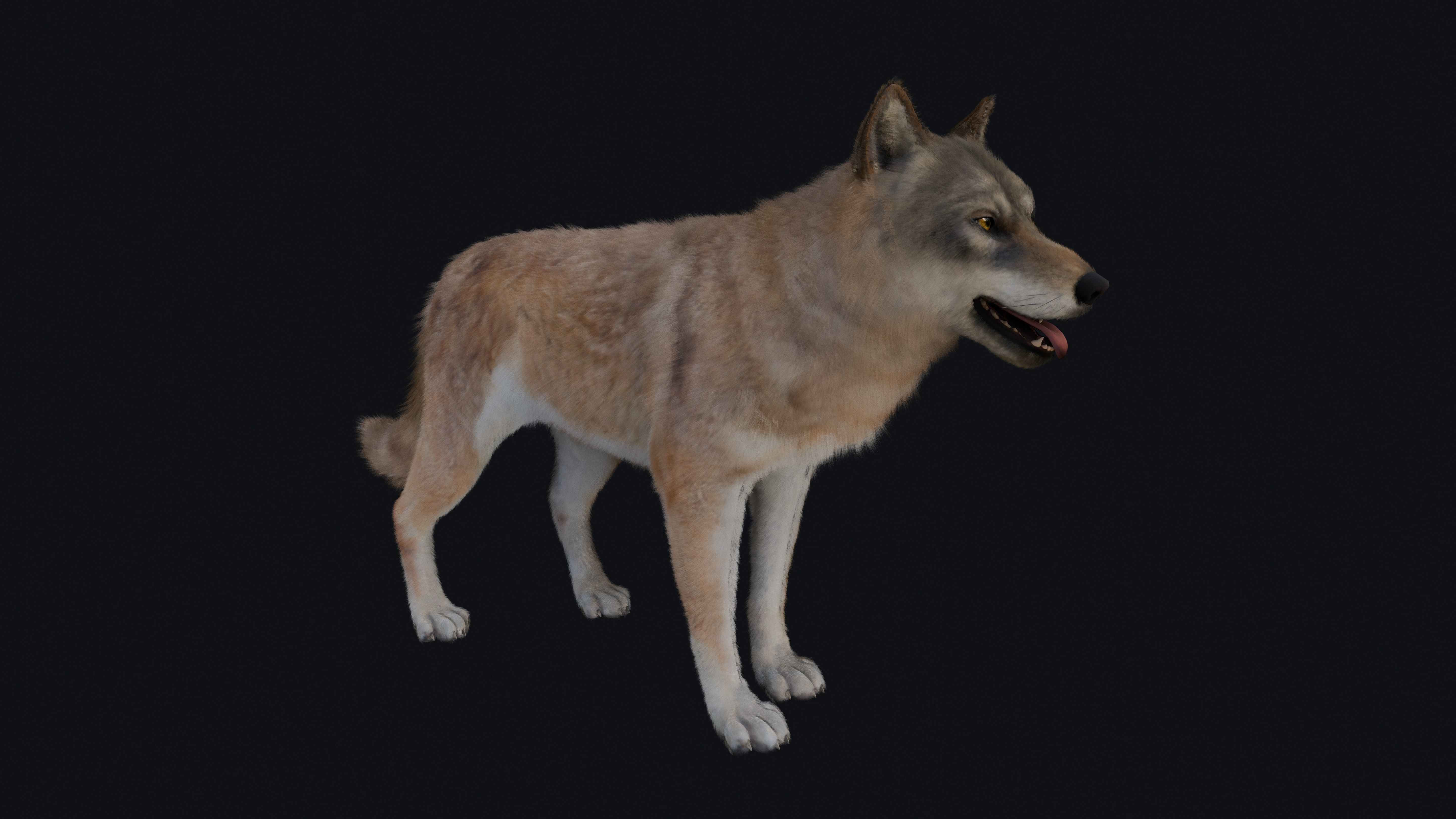 Wolf Animation 3D model_22