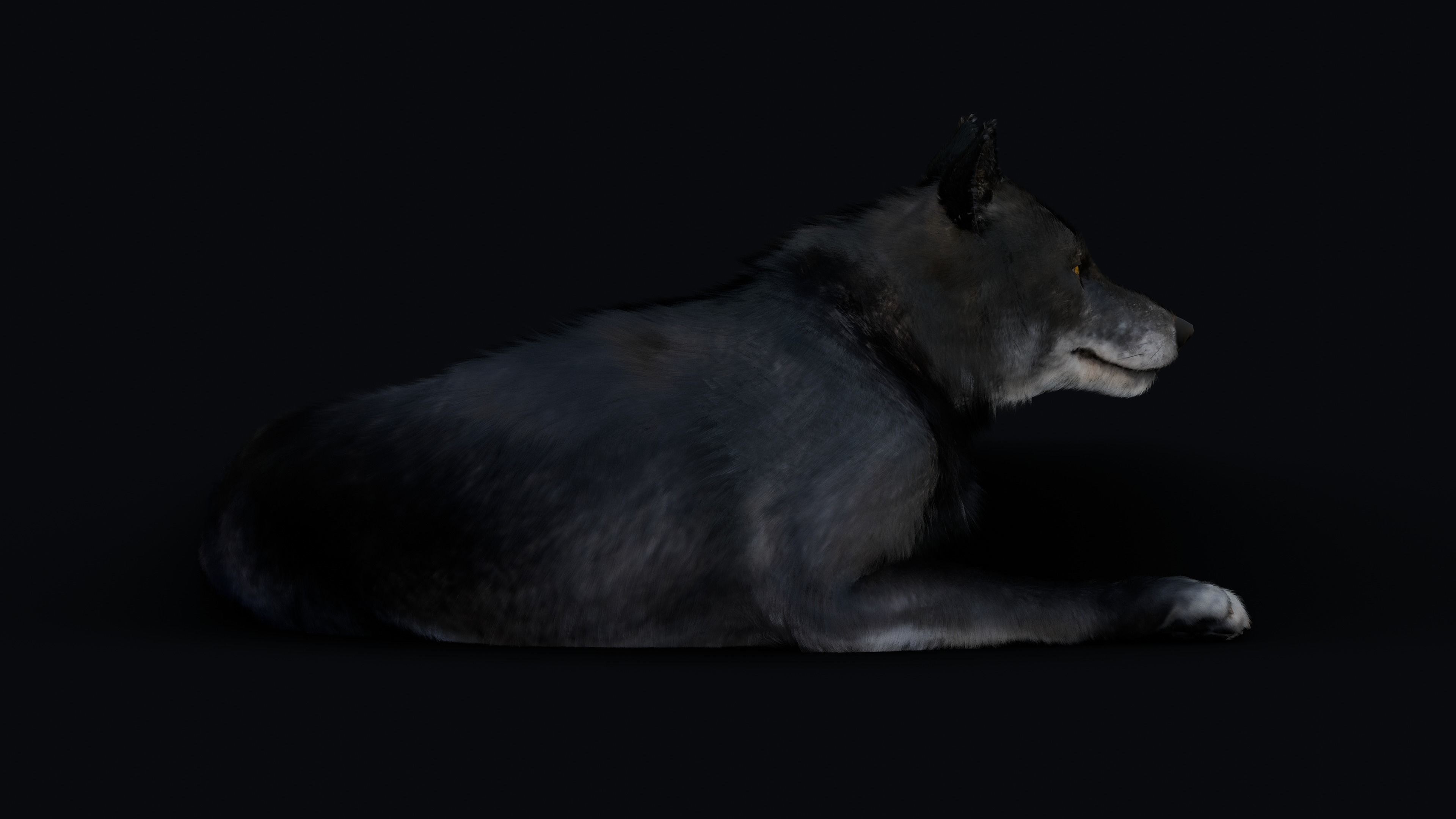 Wolf Animation 3D model_12