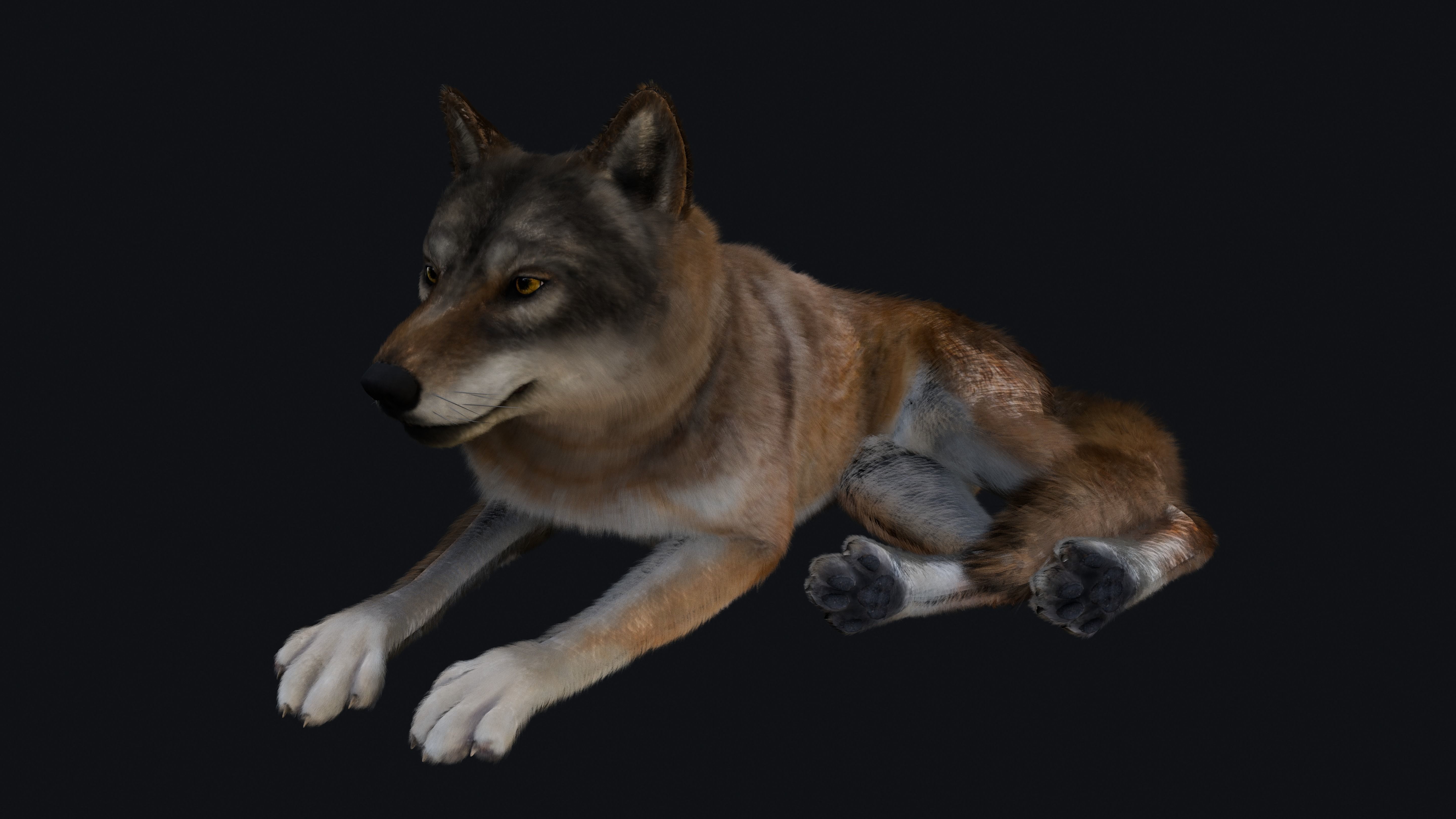 Wolf Animation 3D model_19