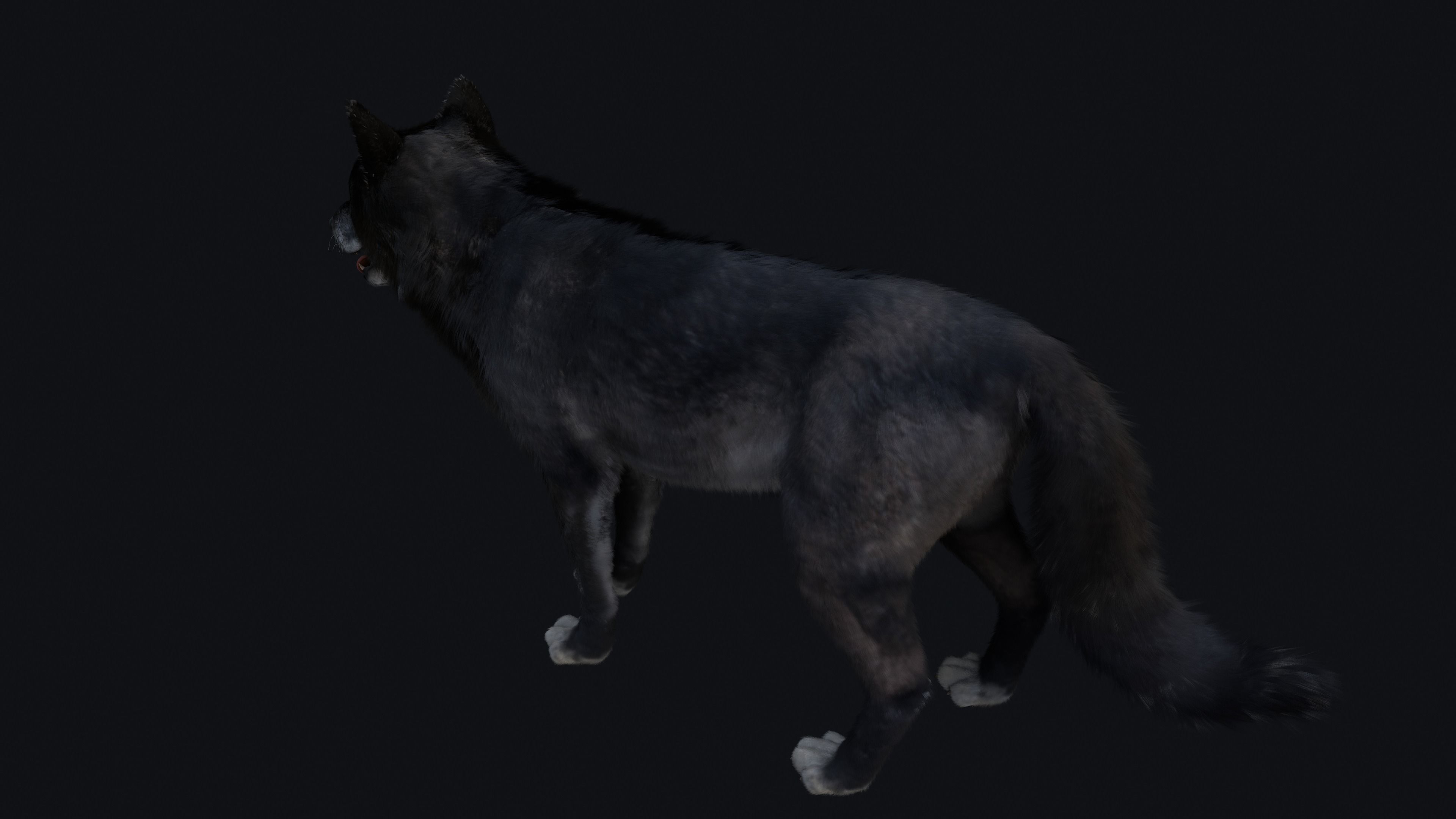 Wolf Animation 3D model_37