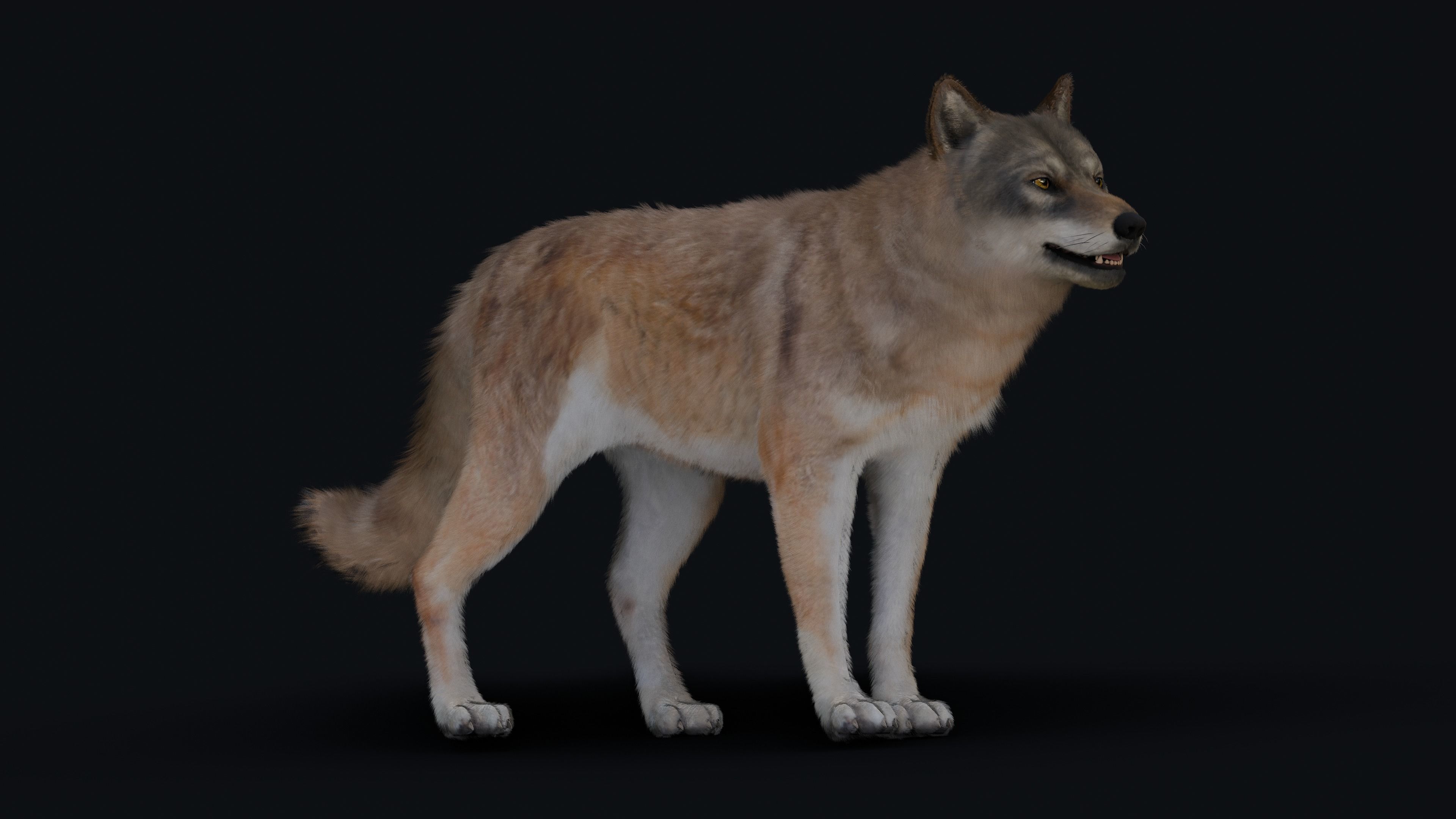 Wolf Animation 3D model_33