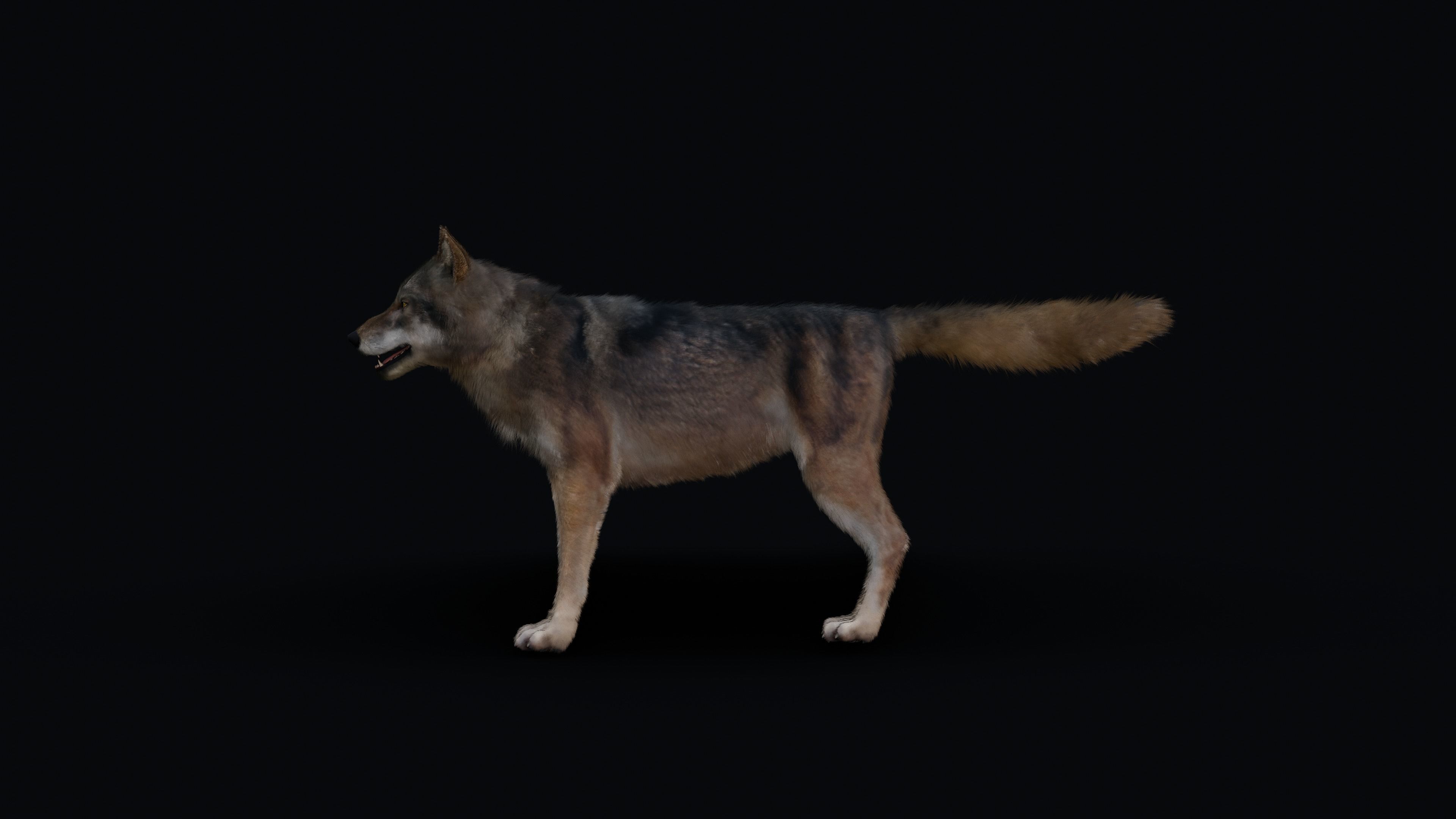 Wolf Animation 3D model_27