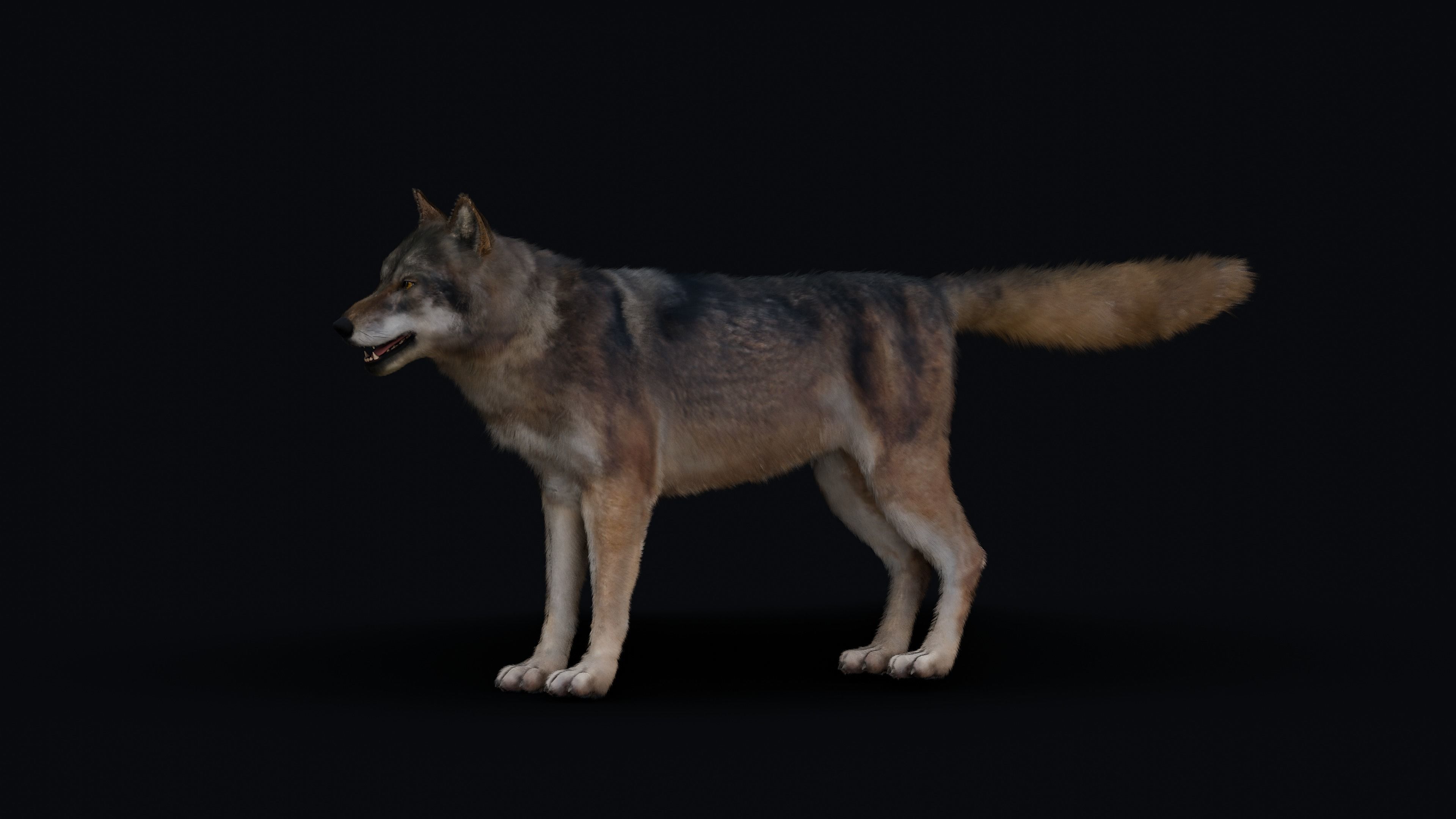 Wolf Animation 3D model_28