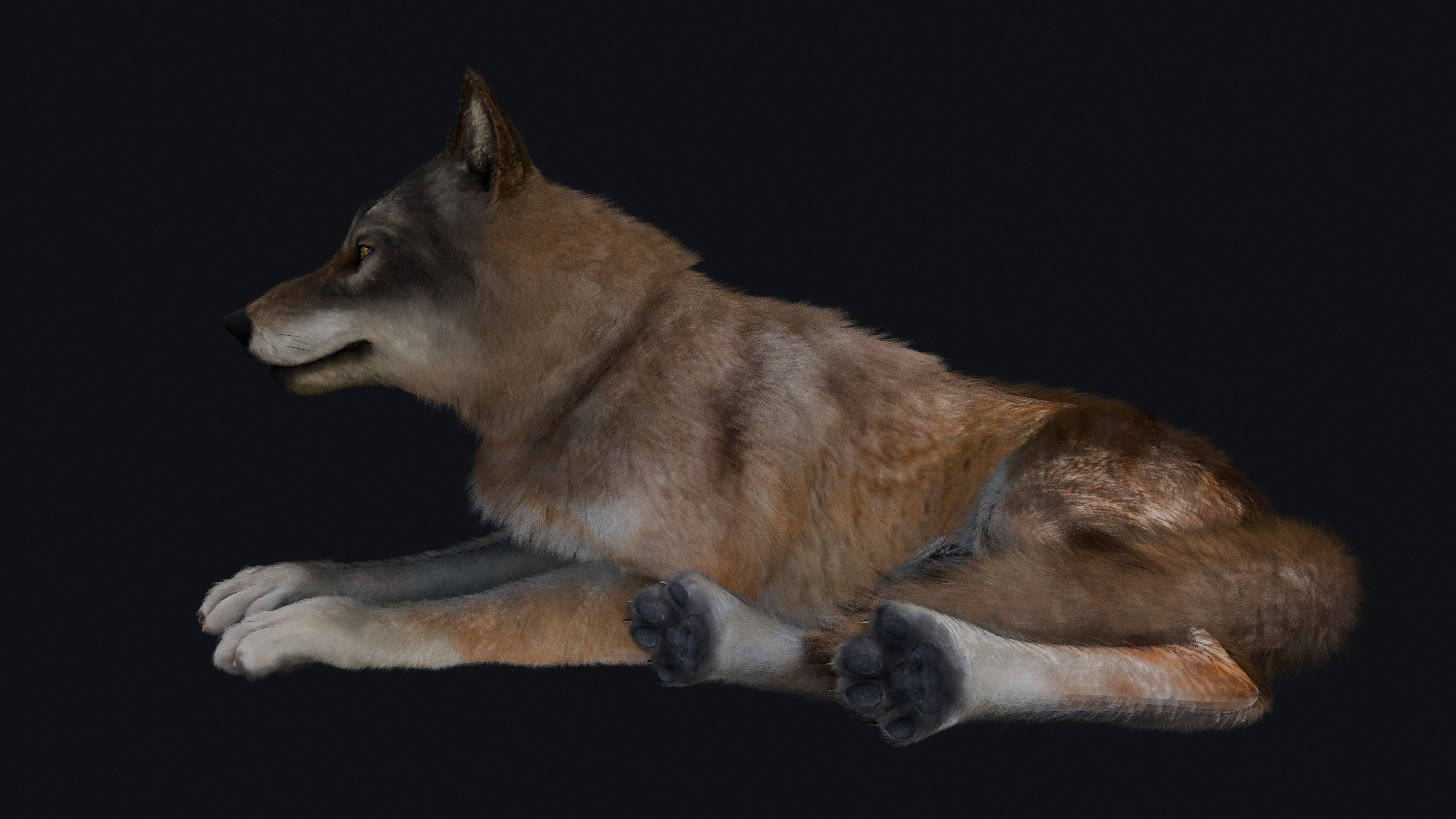 Wolf Animation 3D model_18