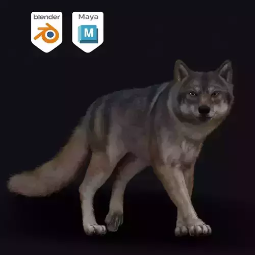 Wolf Animation  3D model