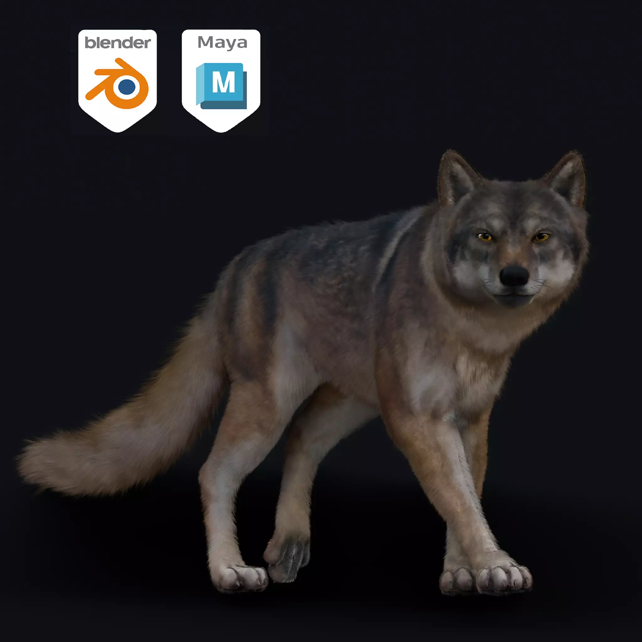 Wolf Animation 3D model_0
