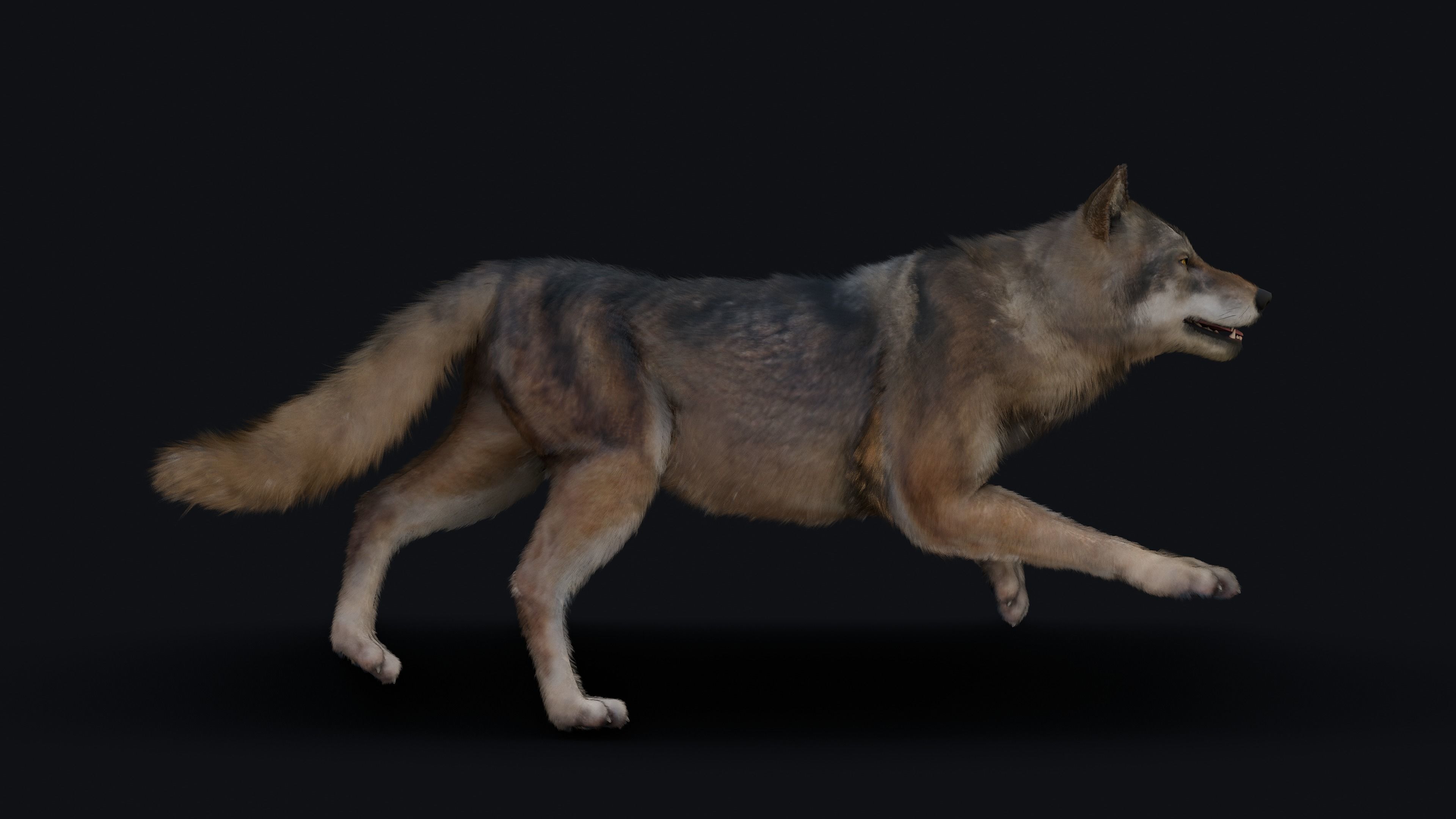Wolf Animation 3D model_9