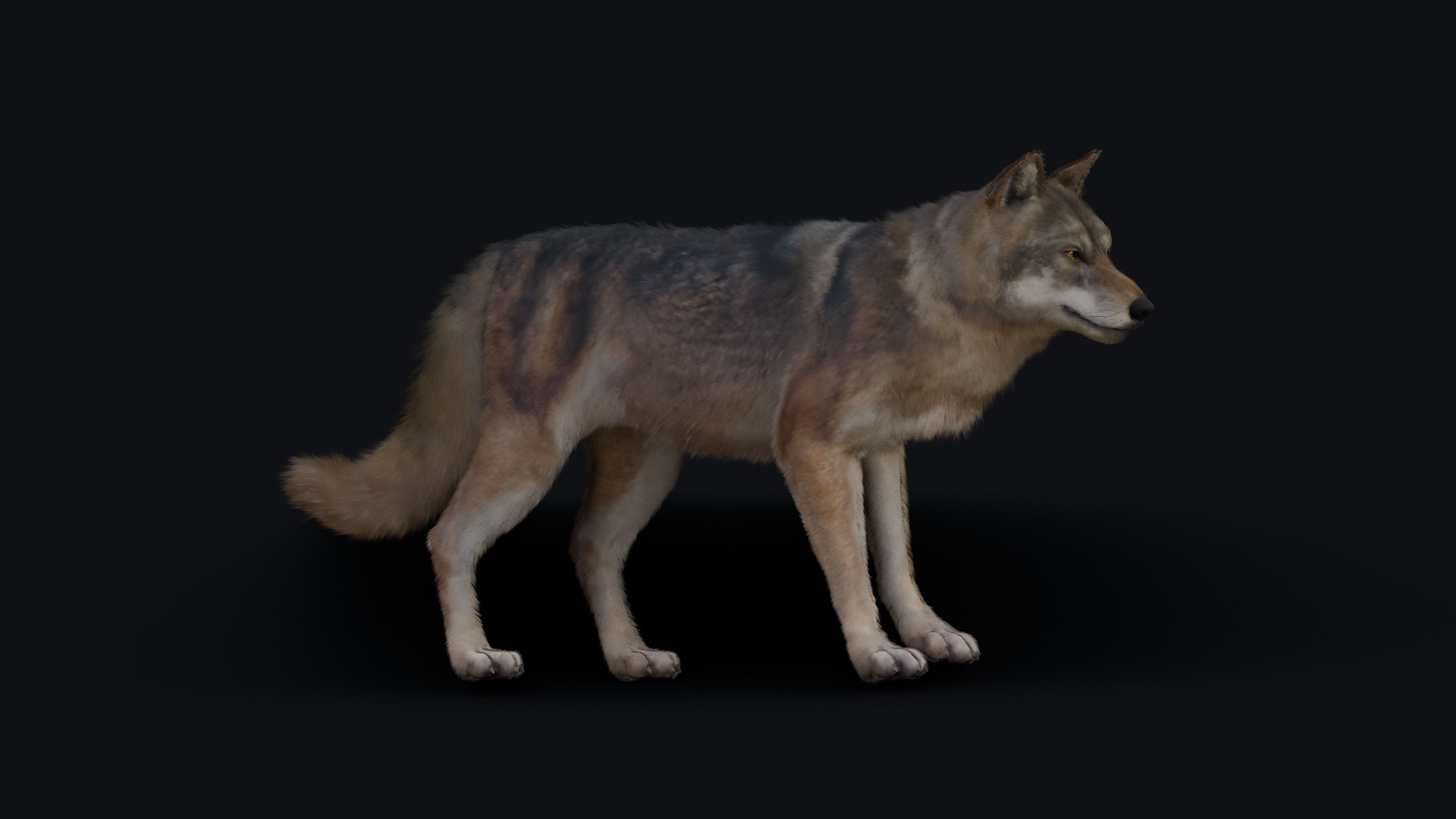 Wolf Animation 3D model_35