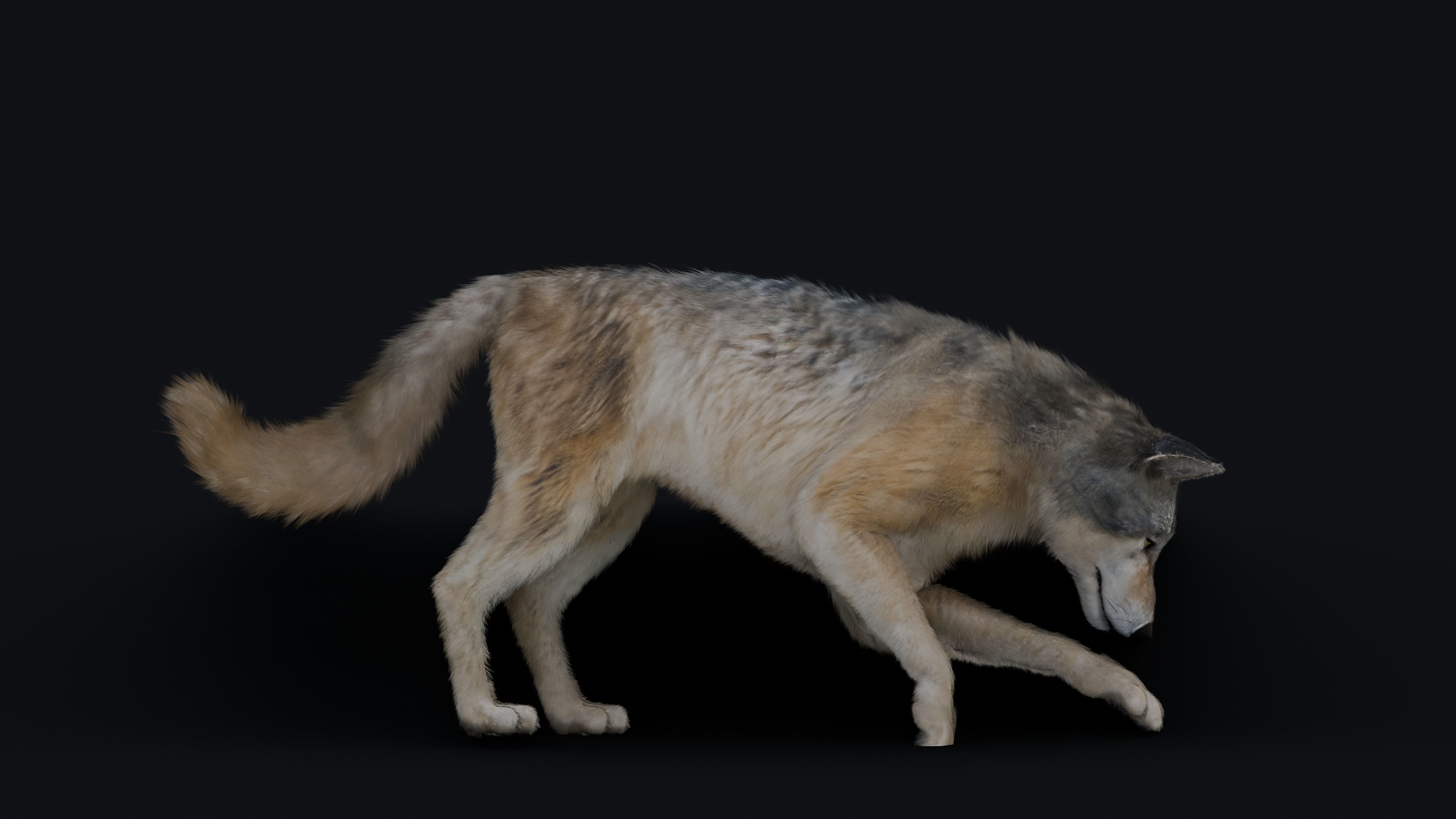 Wolf Animation 3D model_14