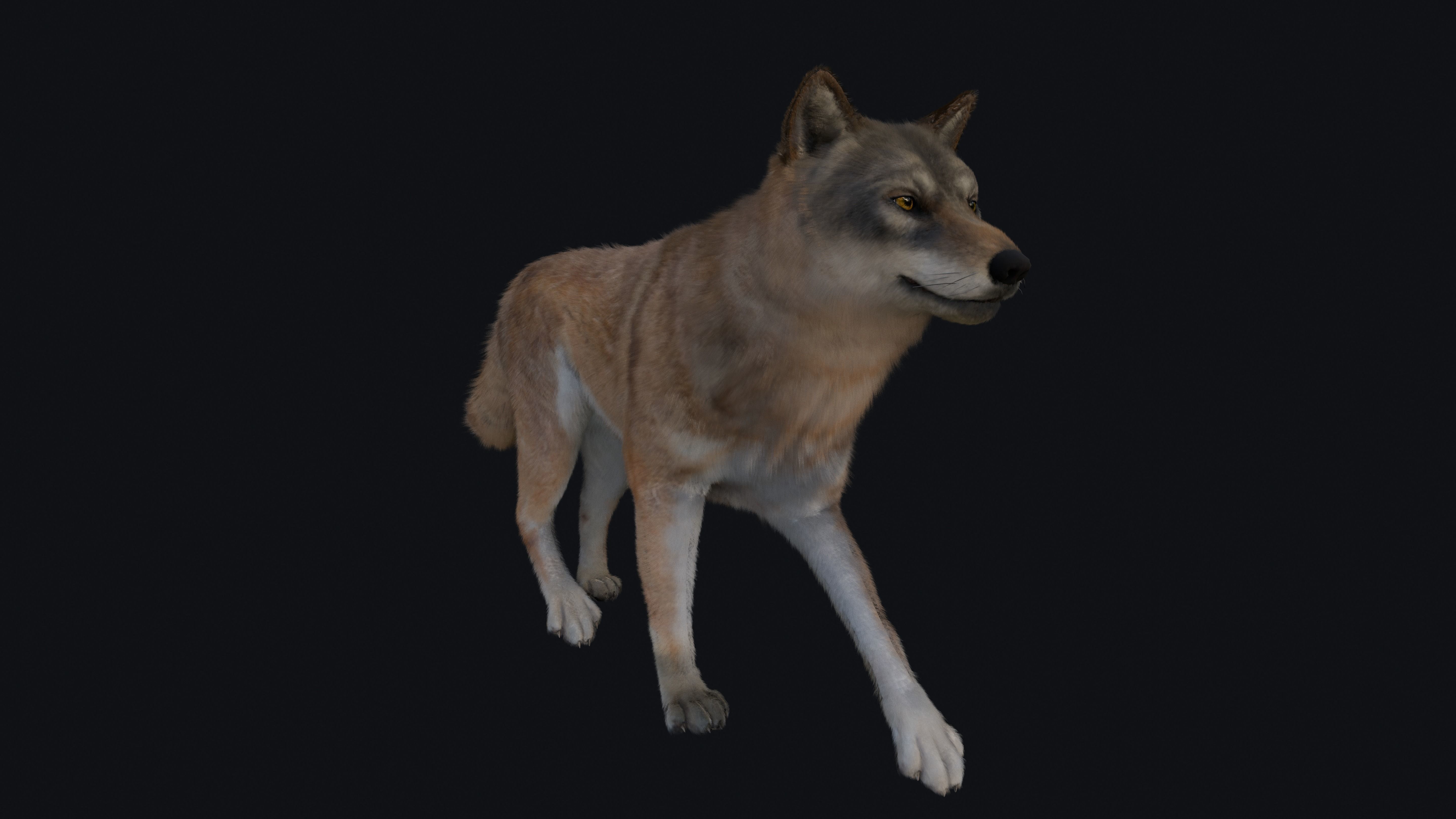 Wolf Animation 3D model_21