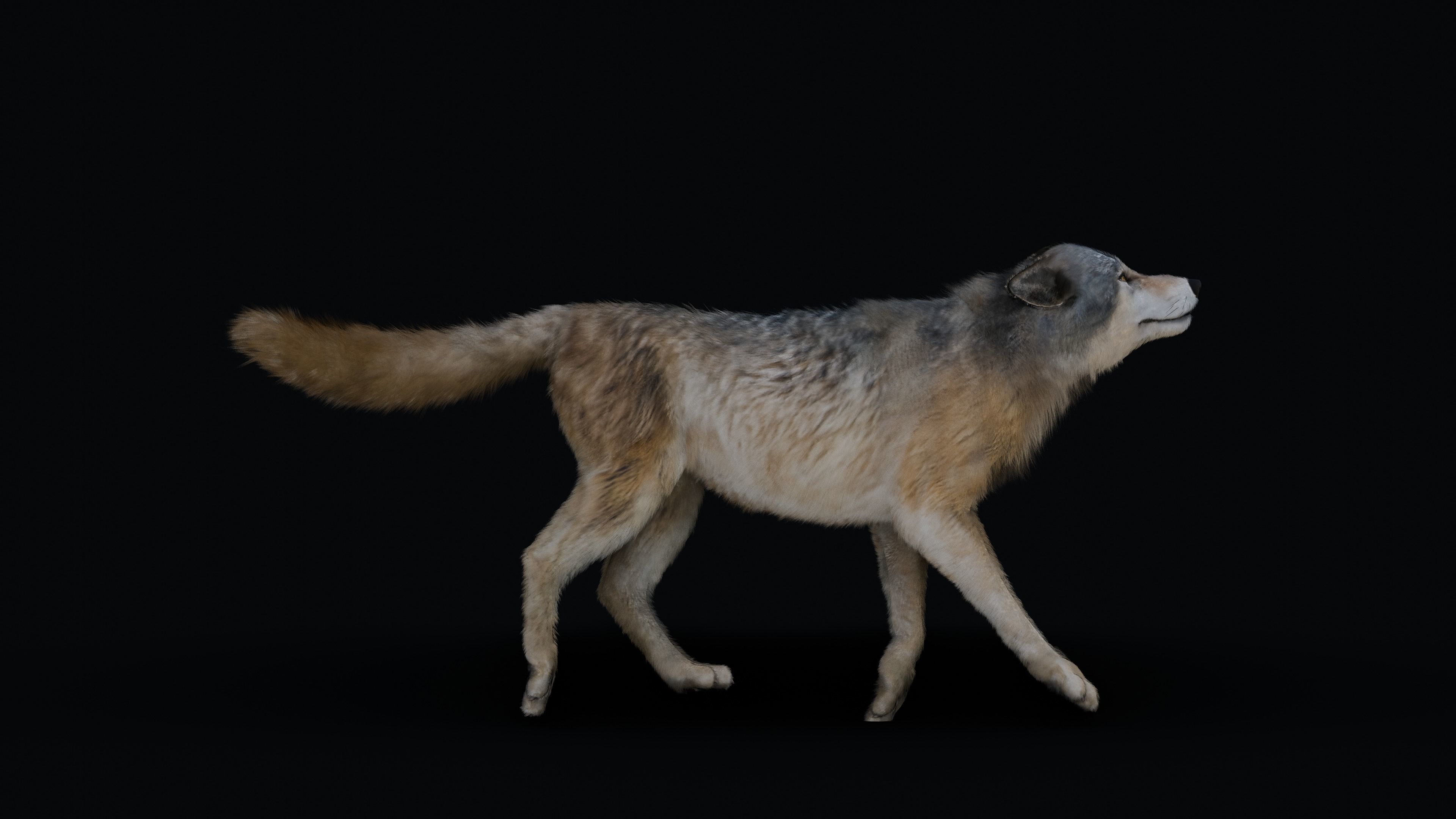 Wolf Animation 3D model_15