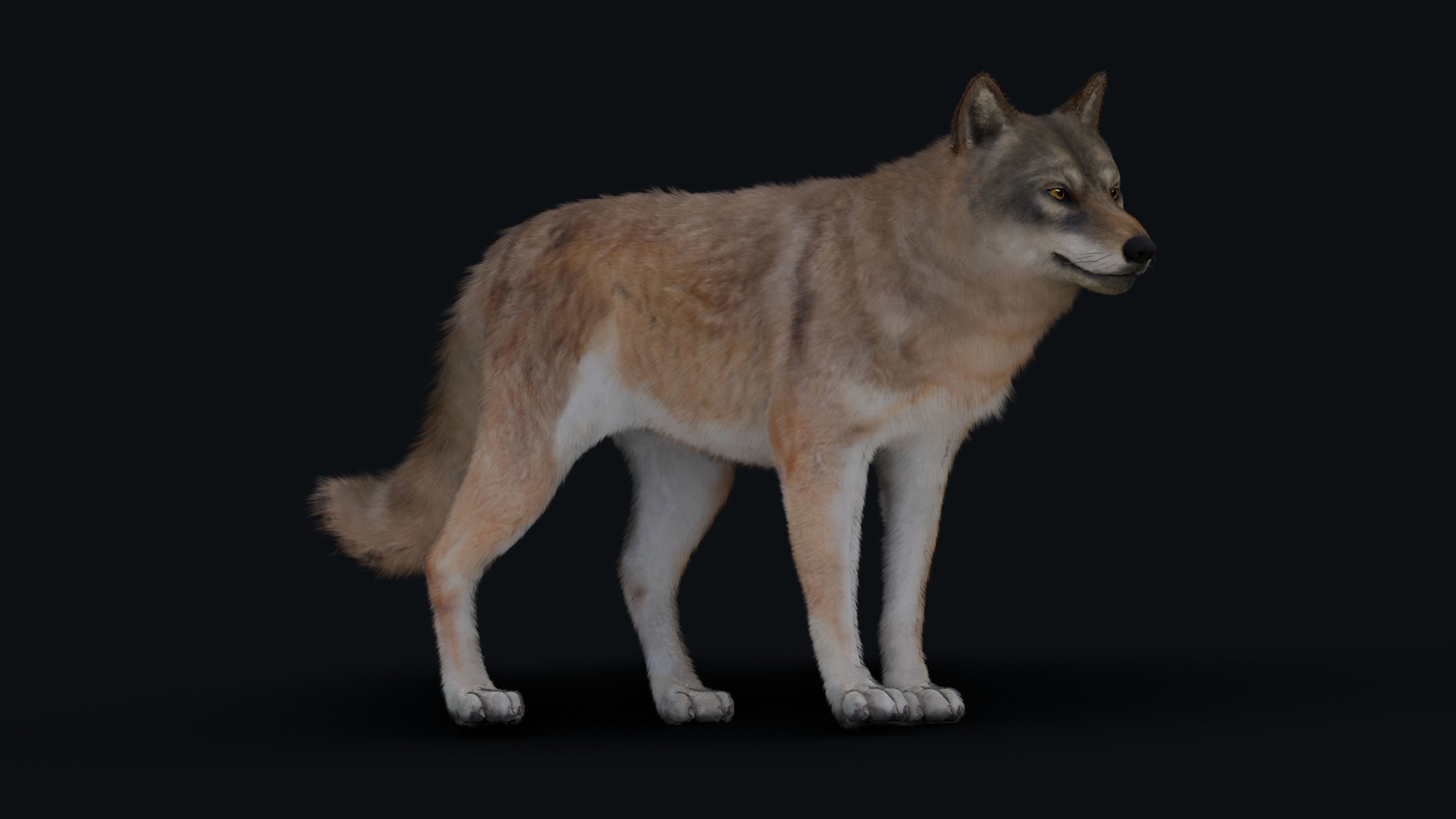 Wolf Animation 3D model_34