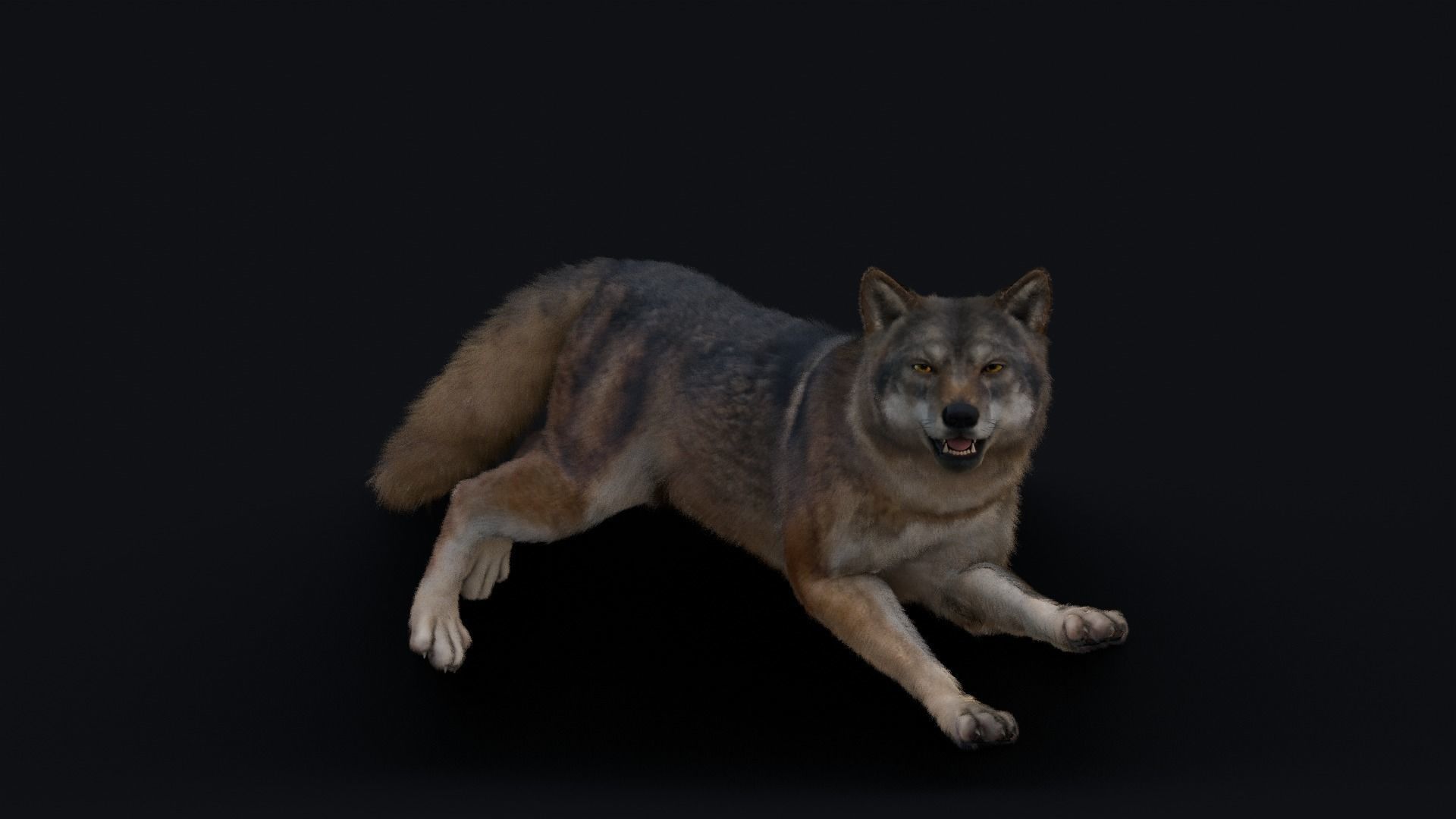 Wolf Animation 3D model_13