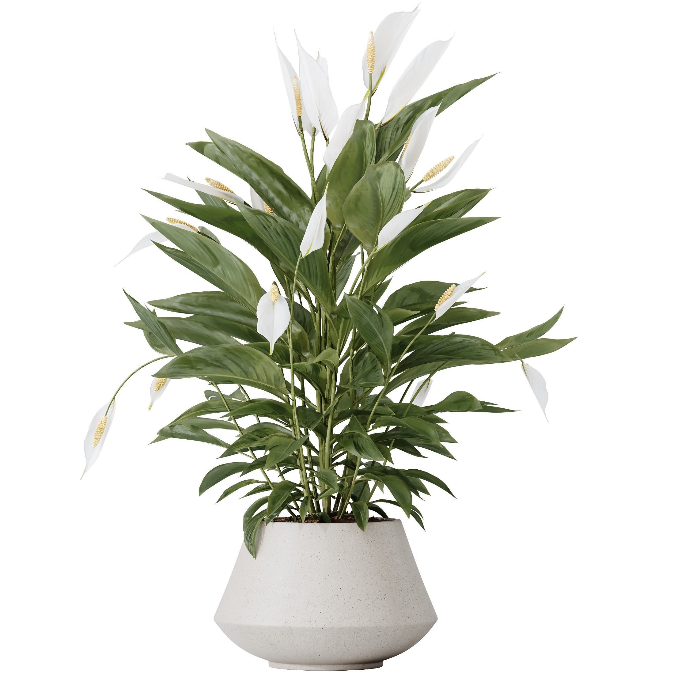 Indoor plants set 105 Wilsonii Chemlali Olive 3D model_4