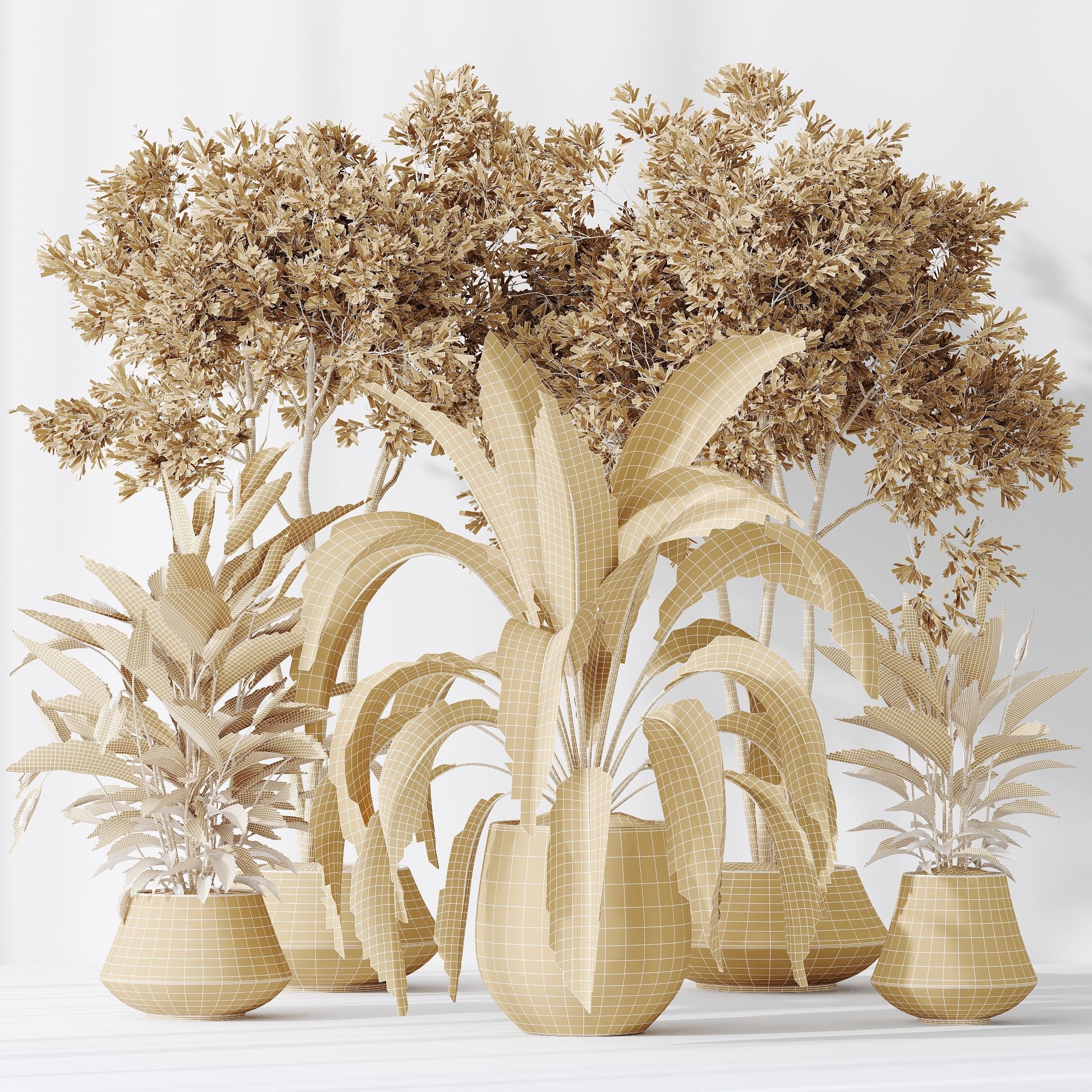 Indoor plants set 105 Wilsonii Chemlali Olive 3D model_6