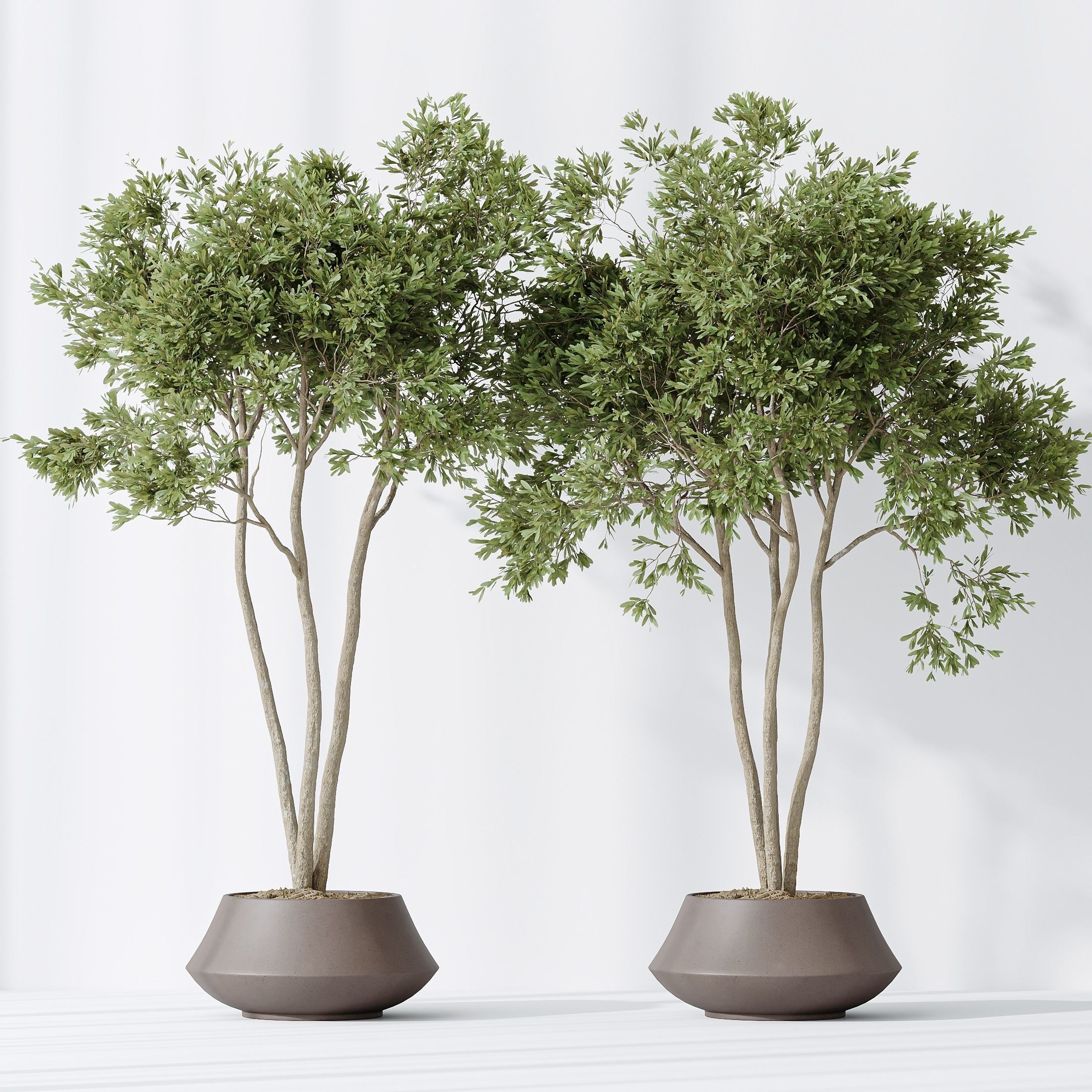 Indoor plants set 105 Wilsonii Chemlali Olive 3D model_2