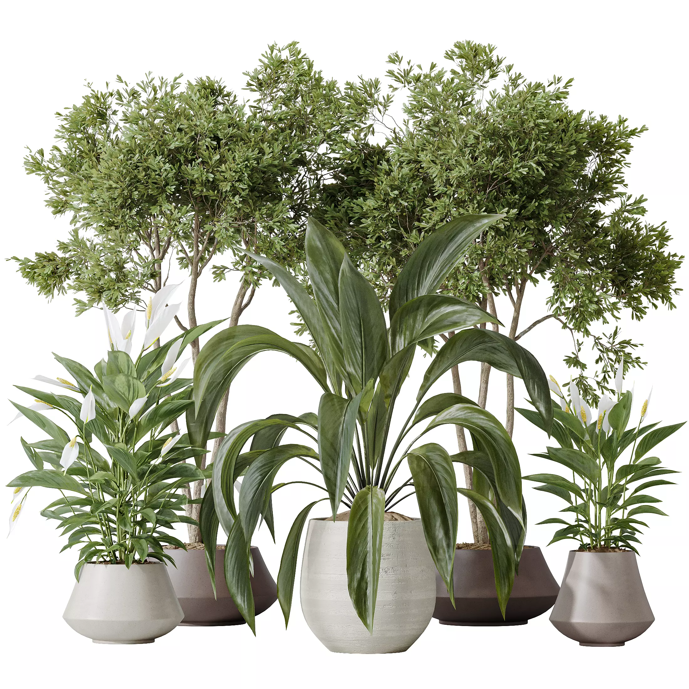 Indoor plants set 105 Wilsonii Chemlali Olive 3D model_0