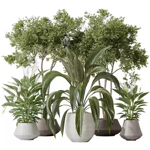 Indoor plants set 105 Wilsonii Chemlali Olive 3D model