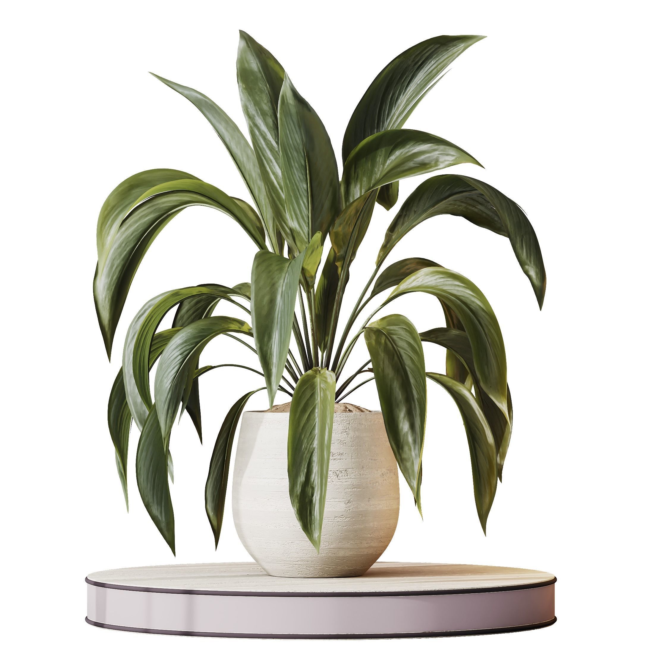 Indoor plants set 105 Wilsonii Chemlali Olive 3D model_3