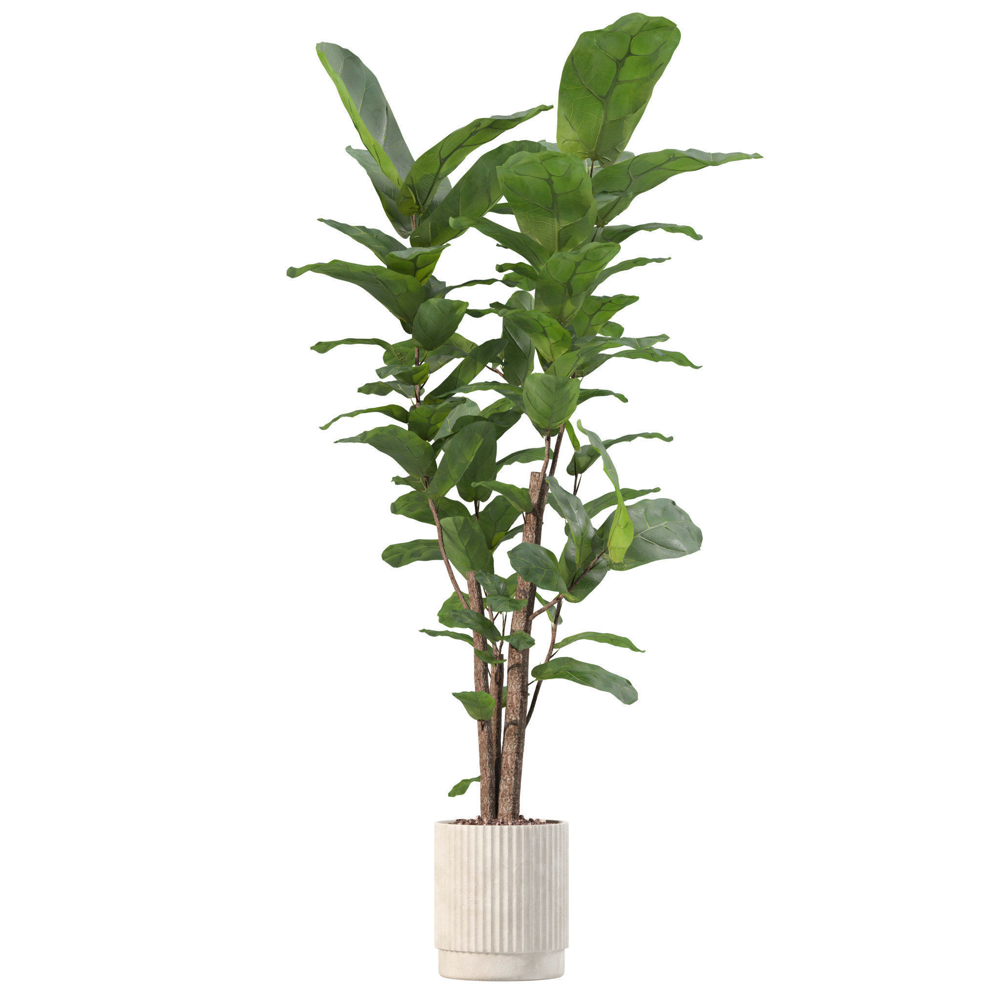 20 Photorealistic Flowers for Interiors - set 204 207 209 214 3D Model Collection_14