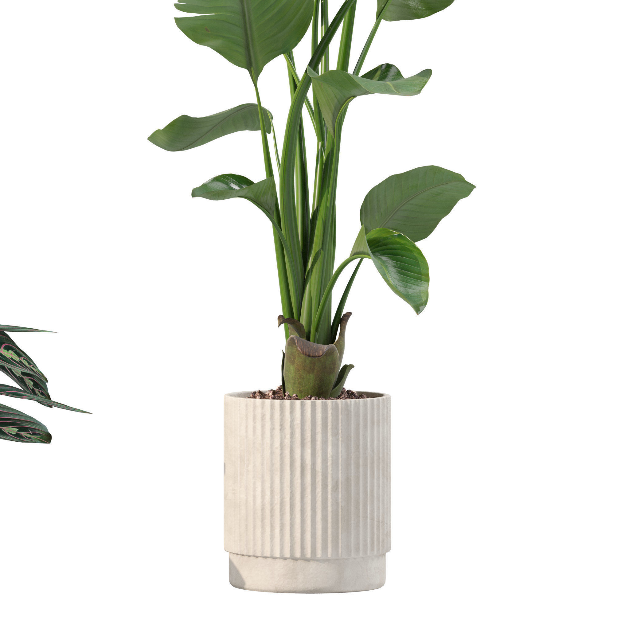 20 Photorealistic Flowers for Interiors - set 204 207 209 214 3D Model Collection_20