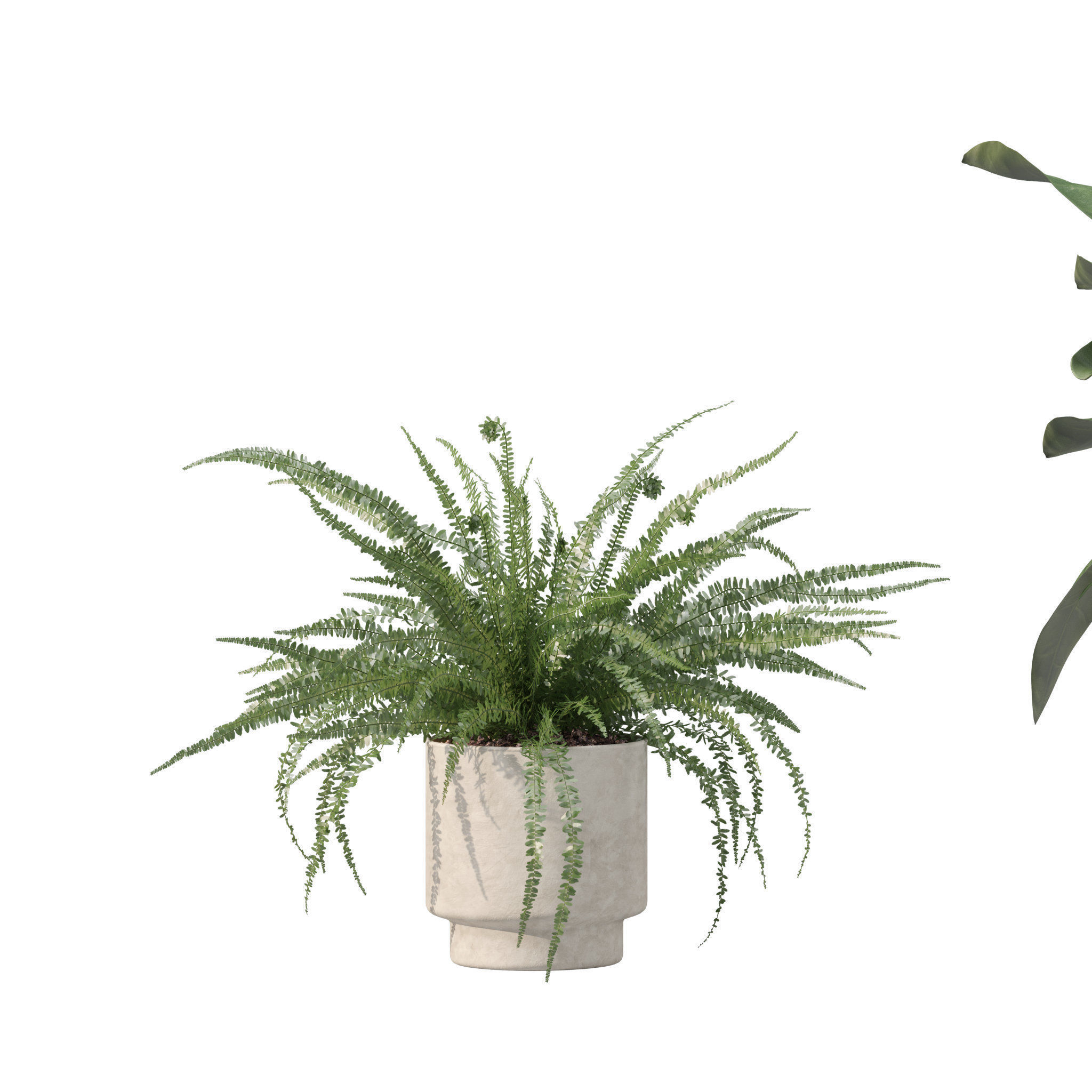 20 Photorealistic Flowers for Interiors - set 204 207 213 219 3D Model Collection_22