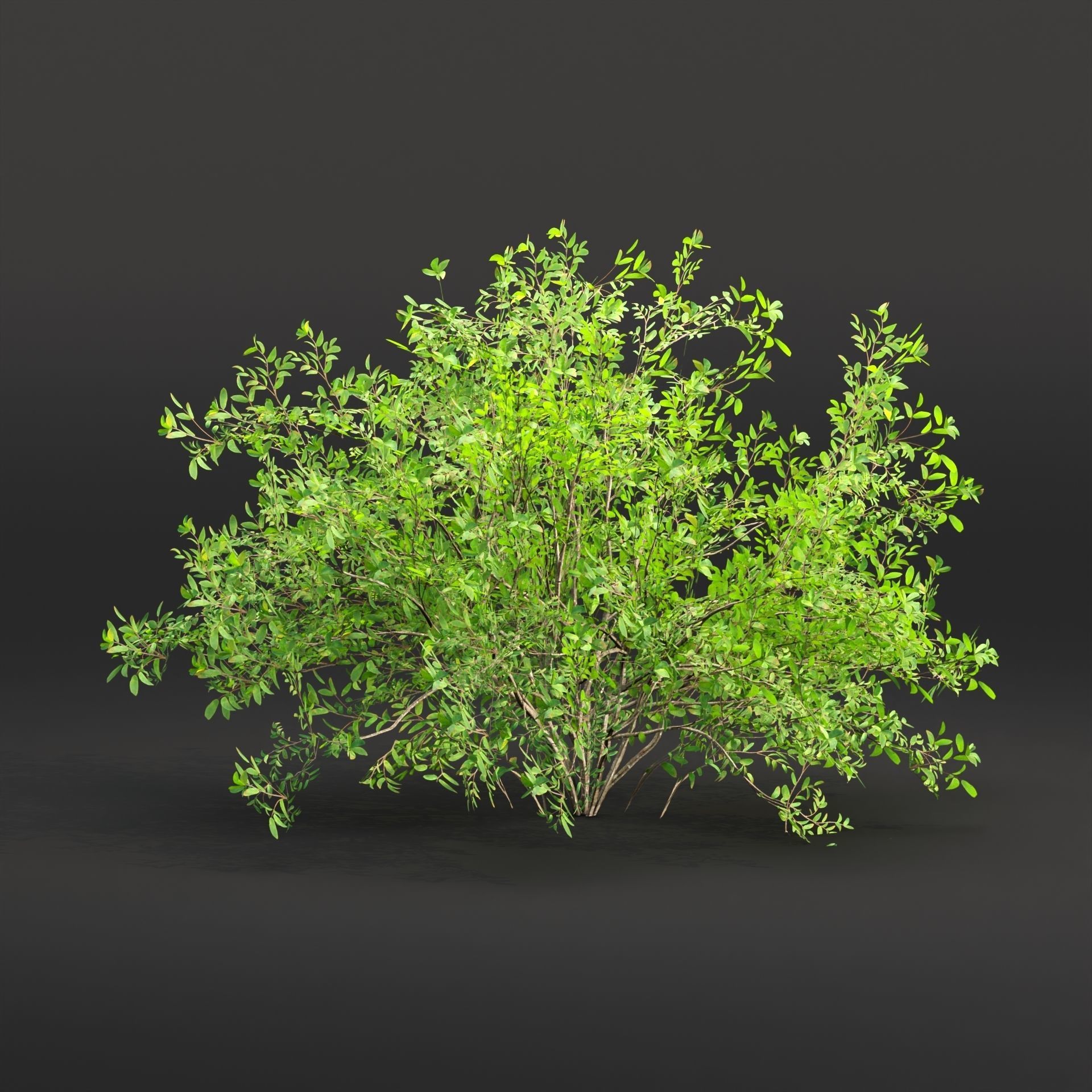 Low poly bushes collection vol 30 Low-poly 3D model_1