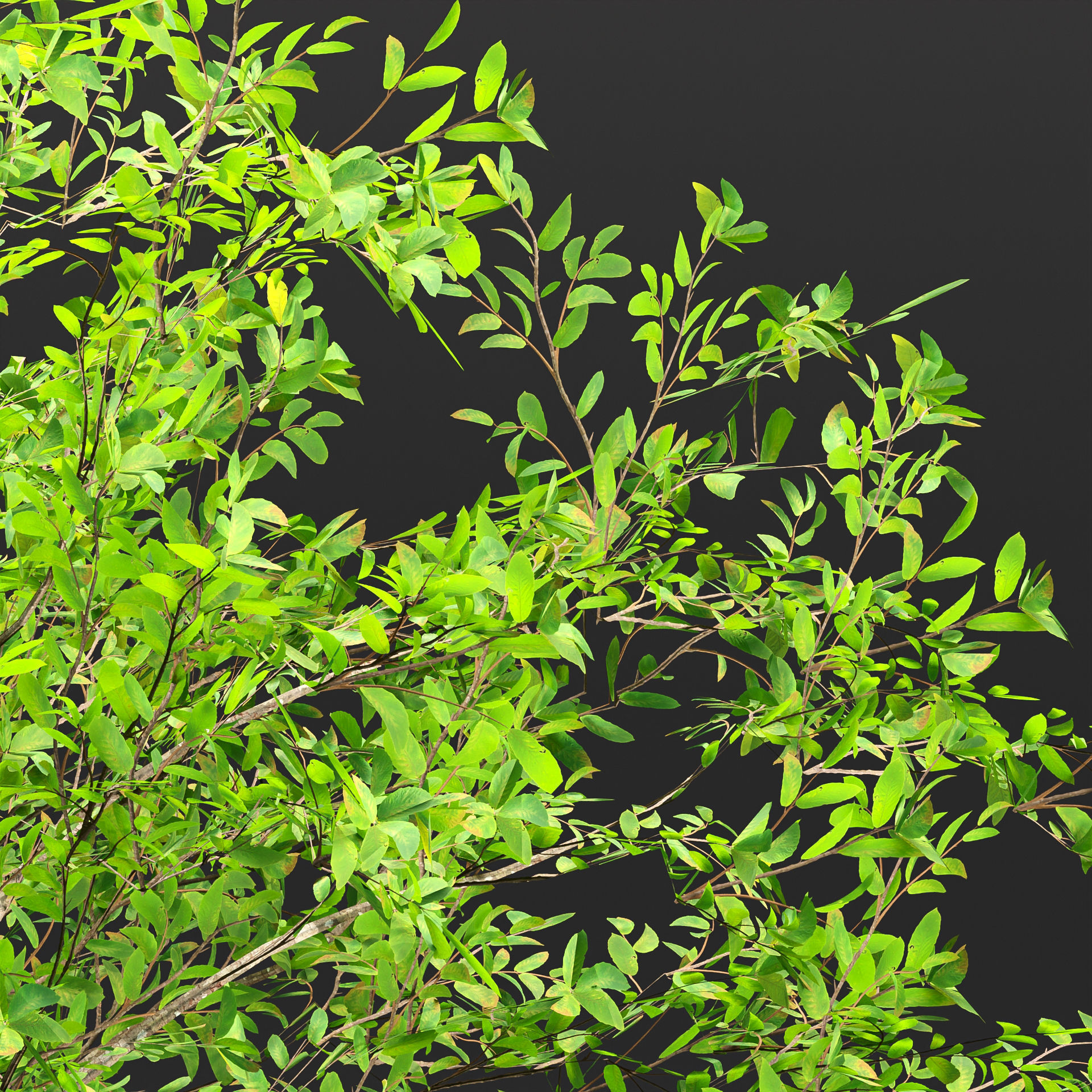 Low poly bushes collection vol 30 Low-poly 3D model_9