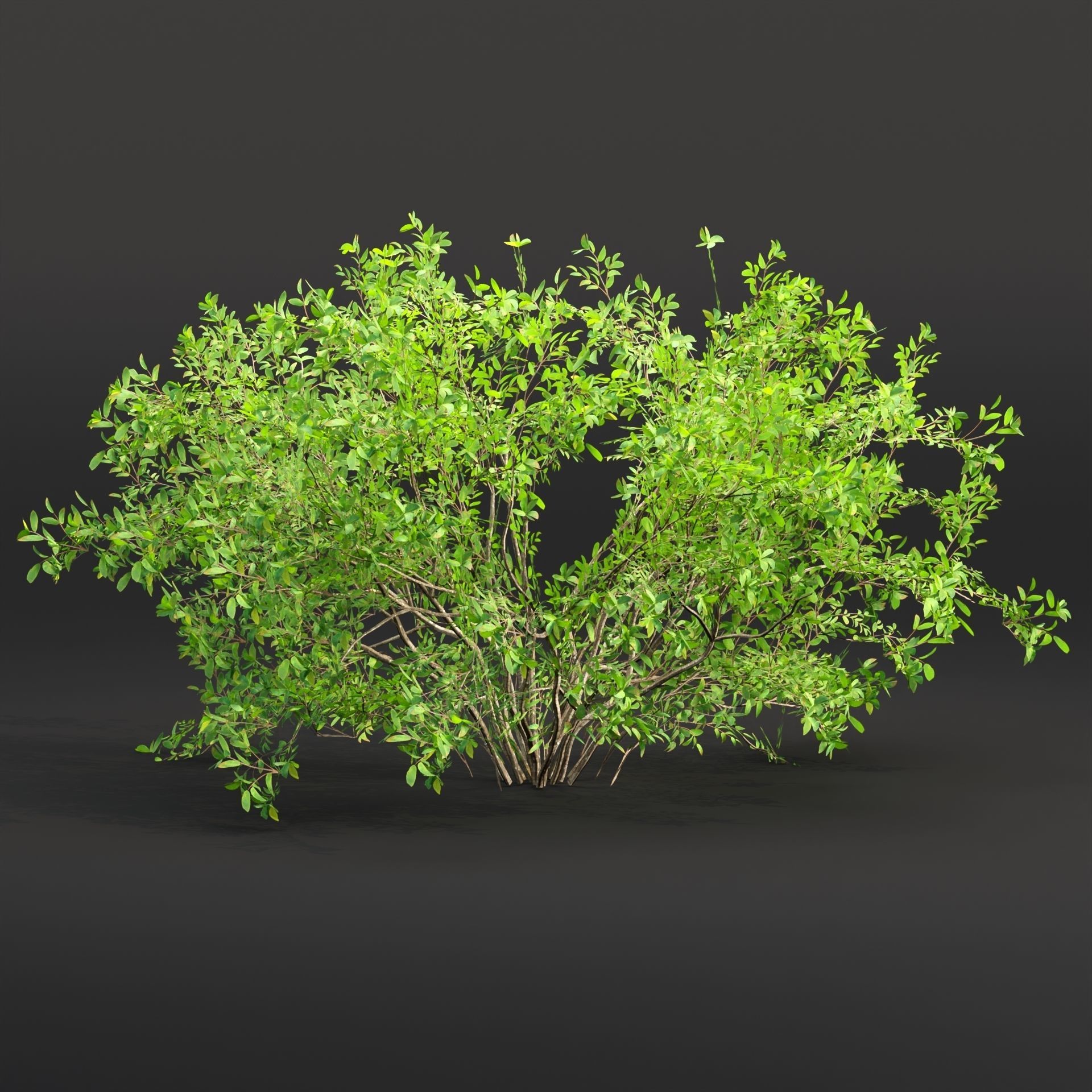 Low poly bushes collection vol 30 Low-poly 3D model_6