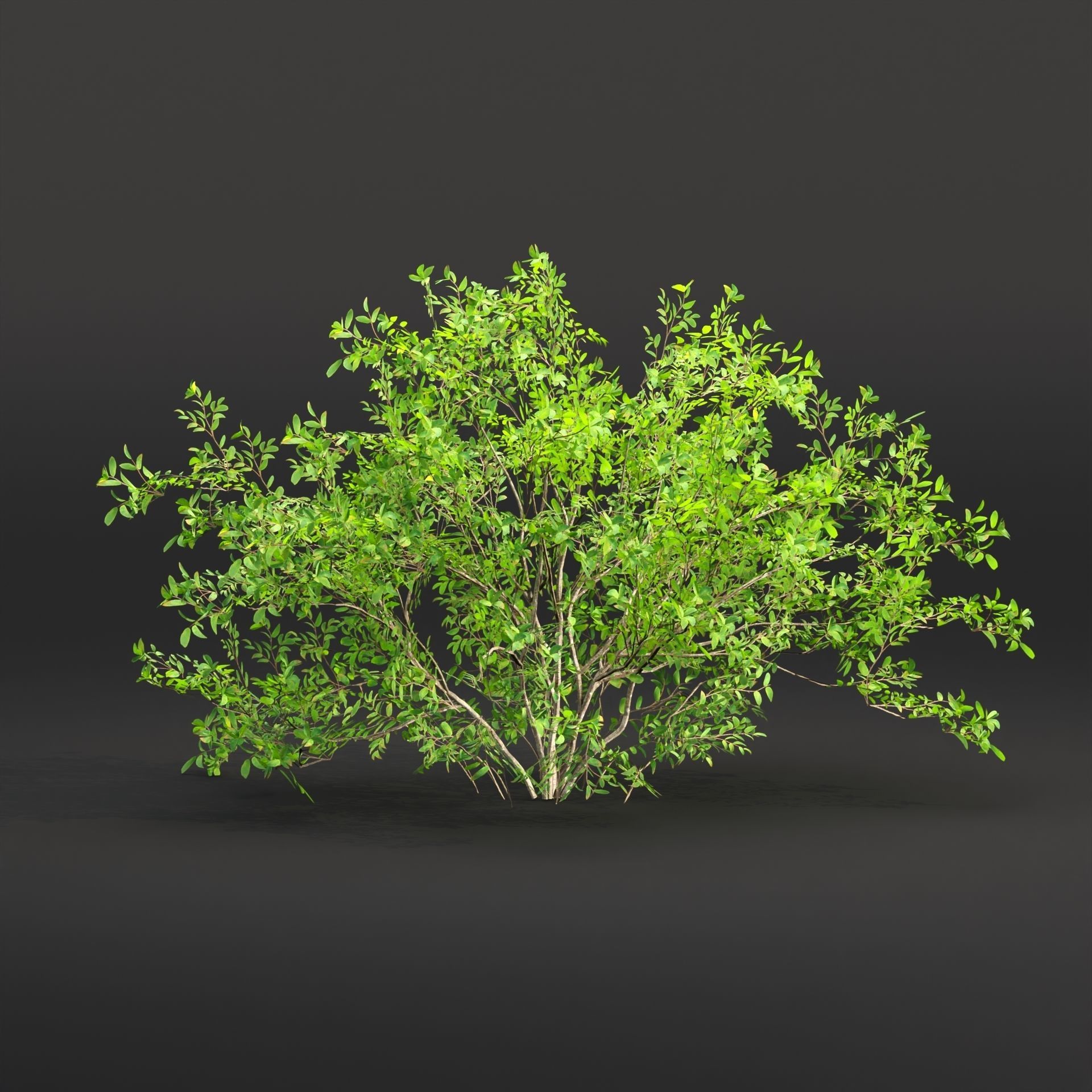 Low poly bushes collection vol 30 Low-poly 3D model_5