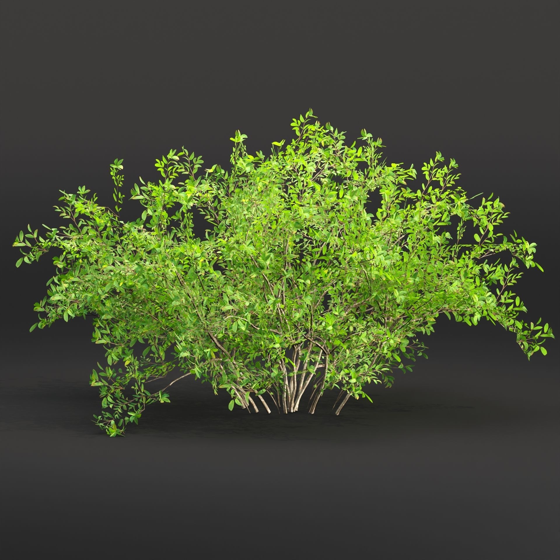 Low poly bushes collection vol 30 Low-poly 3D model_3