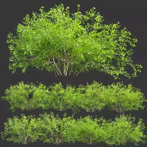 Low poly bushes collection vol 30 Low-poly 3D model