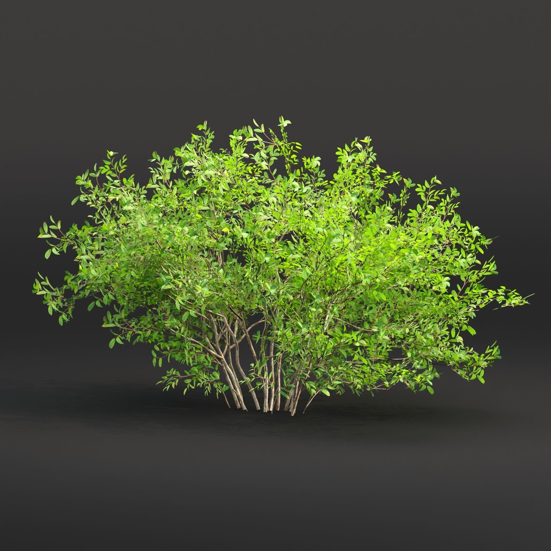 Low poly bushes collection vol 30 Low-poly 3D model_2